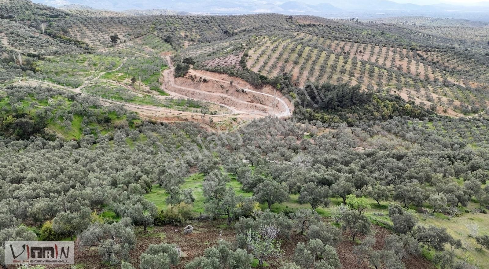 Vitrinden Yaylaönü De 2986 M2 Zeytinlik - Görsel 8