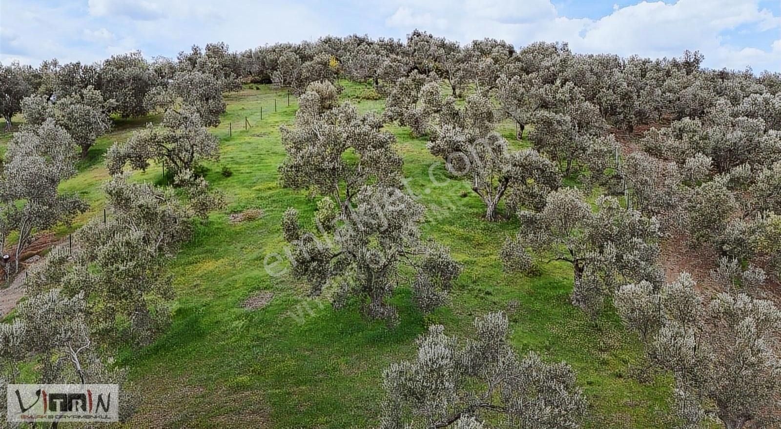 Vitrinden Yaylaönü De 2986 M2 Zeytinlik - Görsel 22