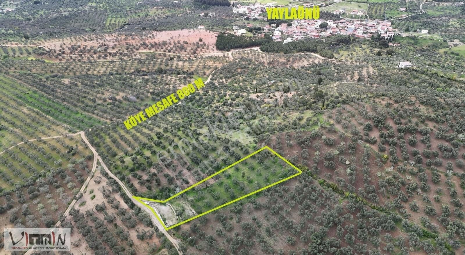 Edremit Yaylaönü Satılık Zeytinlik Vitrinden Yaylaönü De 2986 M2 Zeytinlik