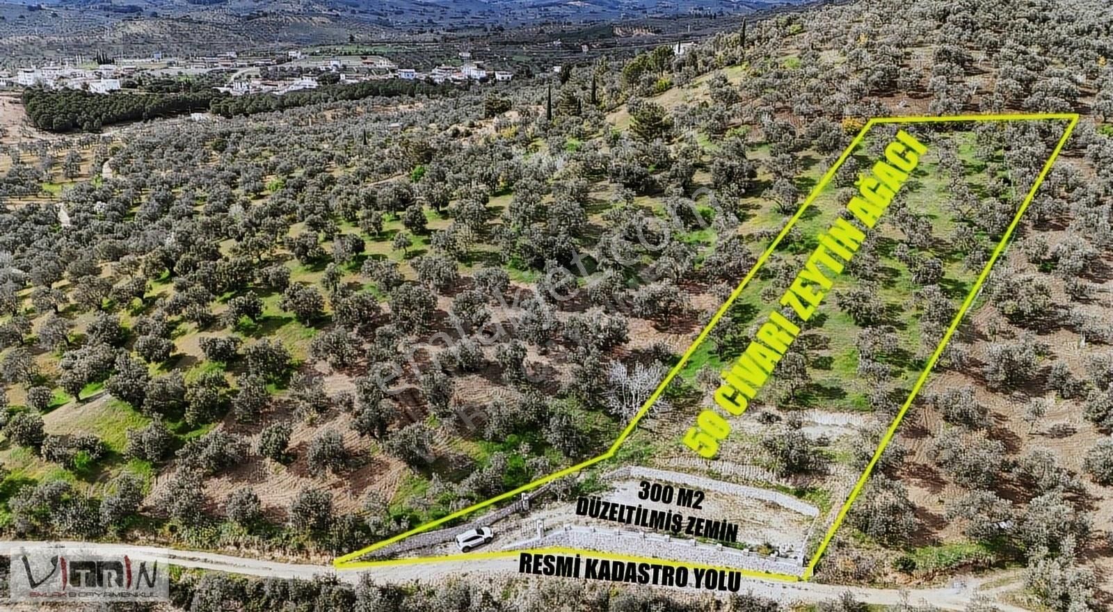 Vitrinden Yaylaönü De 2986 M2 Zeytinlik - Görsel 20