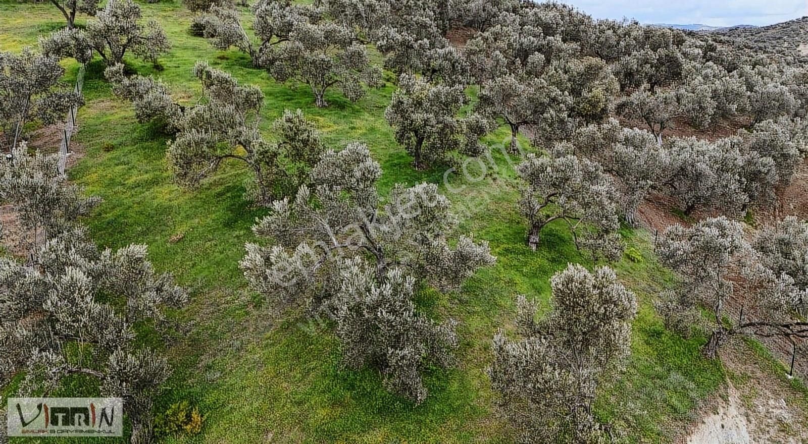 Vitrinden Yaylaönü De 2986 M2 Zeytinlik - Görsel 12