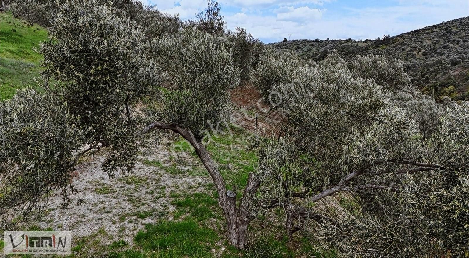 Vitrinden Yaylaönü De 2986 M2 Zeytinlik - Görsel 18