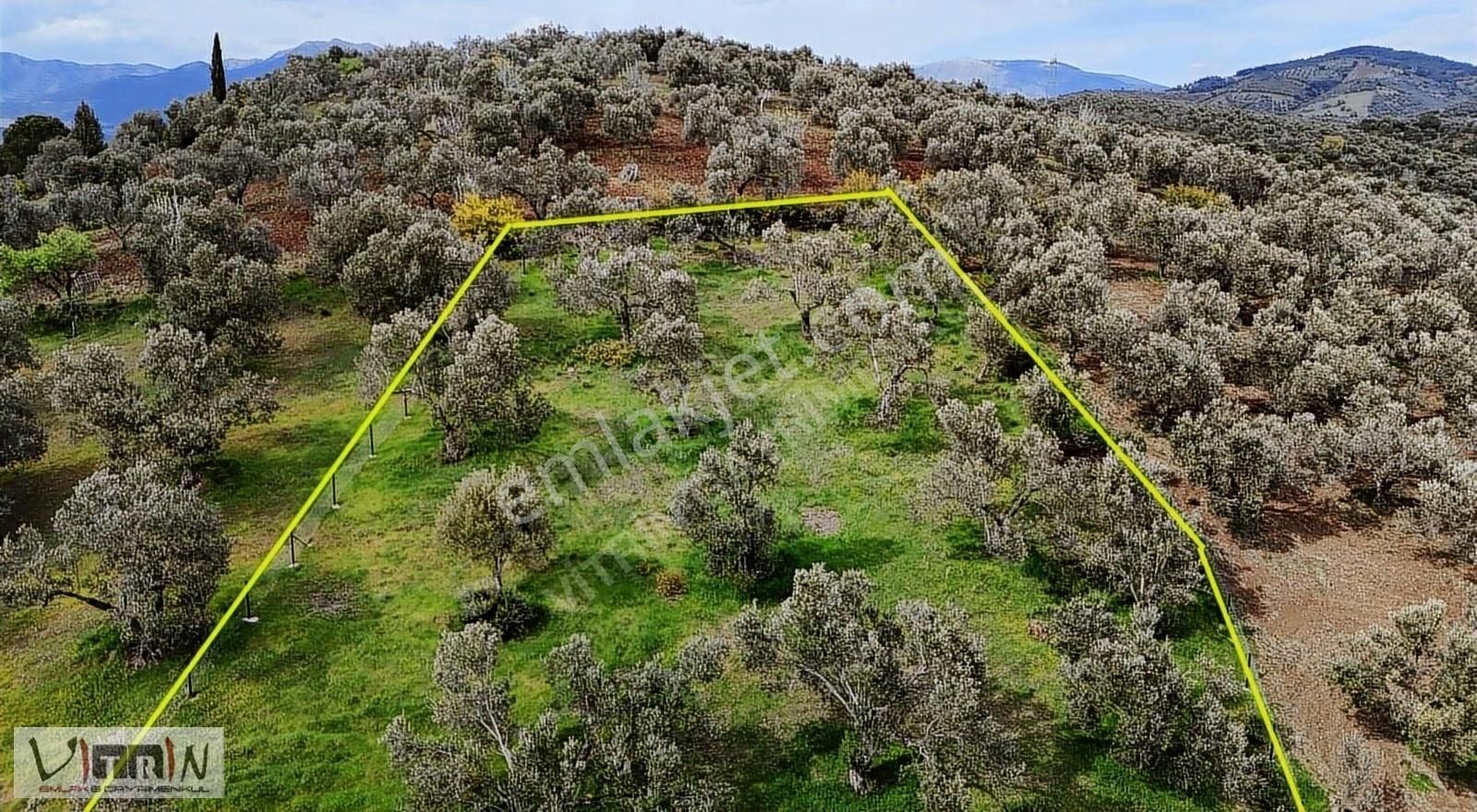 Vitrinden Yaylaönü De 2986 M2 Zeytinlik - Görsel 3