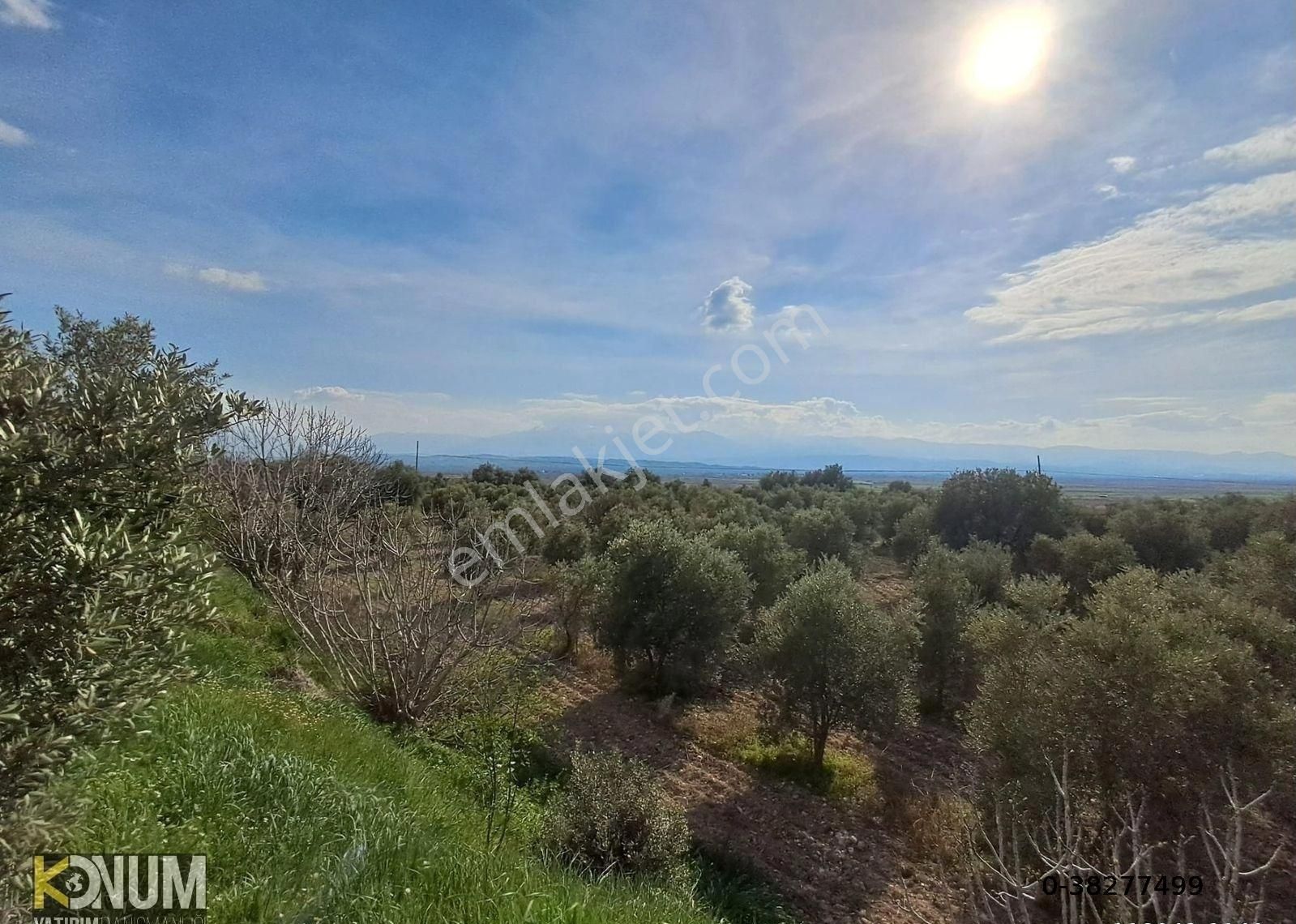 Aydın Karacasu Satılık 36500 M2 Zeytinlik Takasa Açık Evi Yolu Suyu Var - Görsel 2