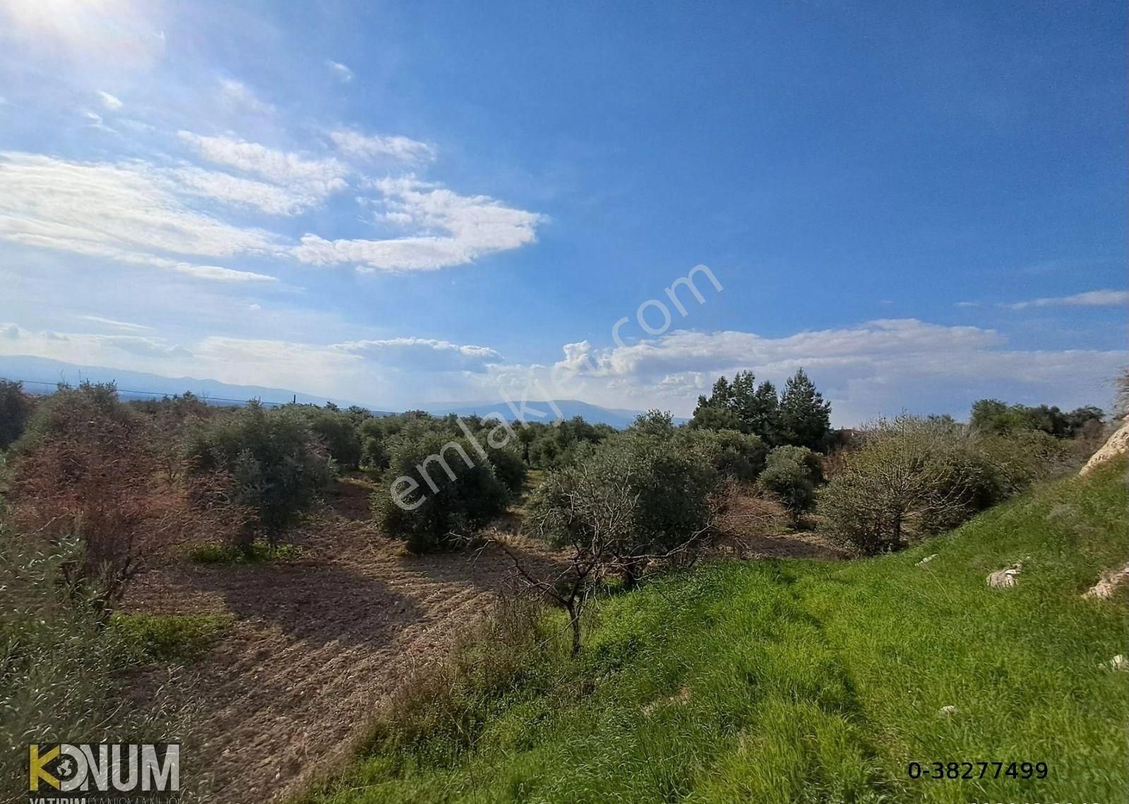 Aydın Karacasu Satılık 36500 M2 Zeytinlik Takasa Açık Evi Yolu Suyu Var - Görsel 4