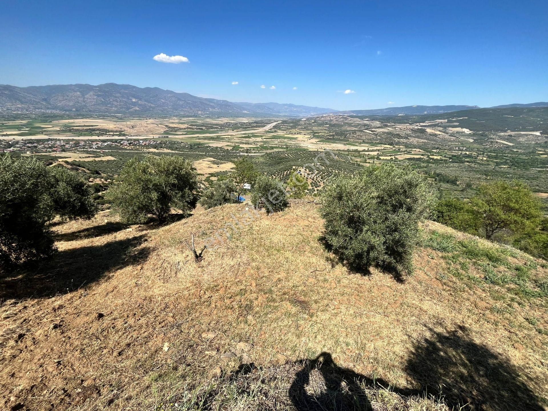 Egelimden Başaranda Mükemmel Konumda 12 Dönüm Fırsat Satılık Zeytin Ve İncir Bahçesi - Görsel 15