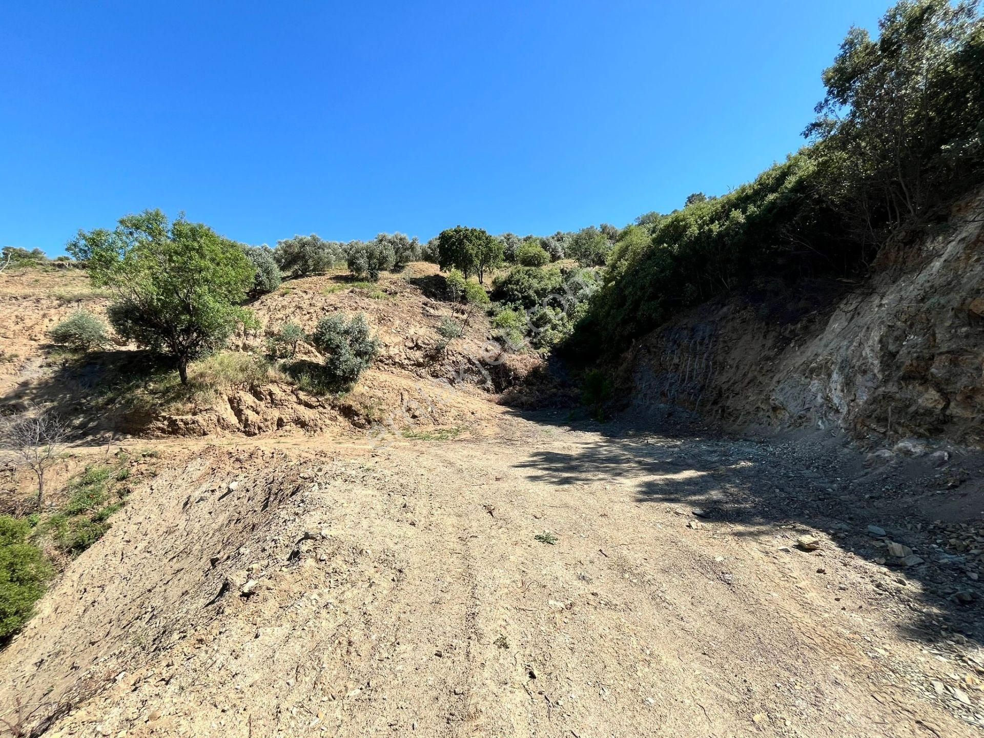 Egelimden Başaranda Mükemmel Konumda 12 Dönüm Fırsat Satılık Zeytin Ve İncir Bahçesi - Görsel 31
