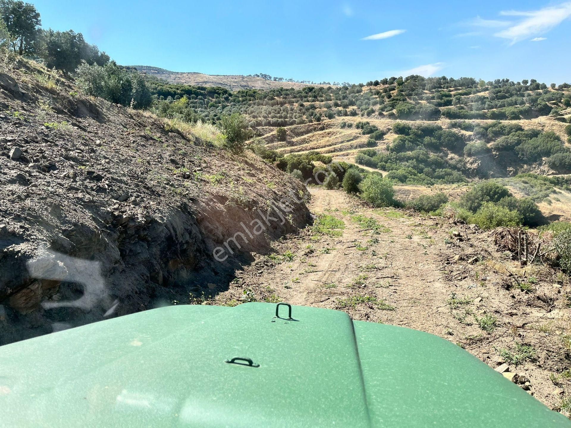 Egelimden Başaranda Mükemmel Konumda 12 Dönüm Fırsat Satılık Zeytin Ve İncir Bahçesi - Görsel 30