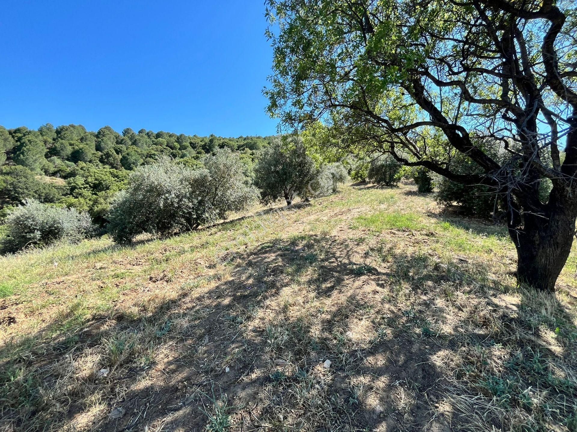 Egelimden Başaranda Mükemmel Konumda 12 Dönüm Fırsat Satılık Zeytin Ve İncir Bahçesi - Görsel 17