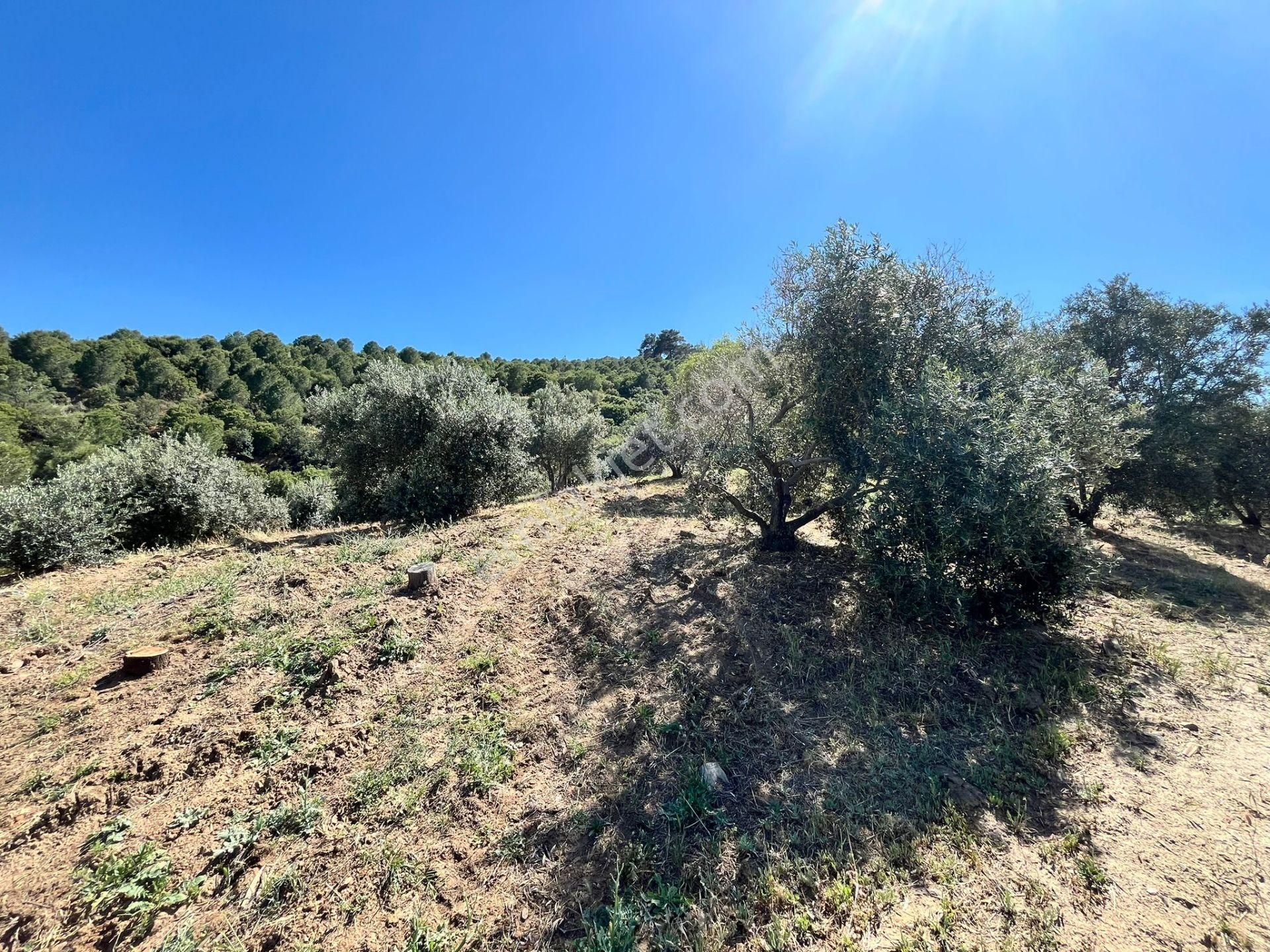 Egelimden Başaranda Mükemmel Konumda 12 Dönüm Fırsat Satılık Zeytin Ve İncir Bahçesi - Görsel 11