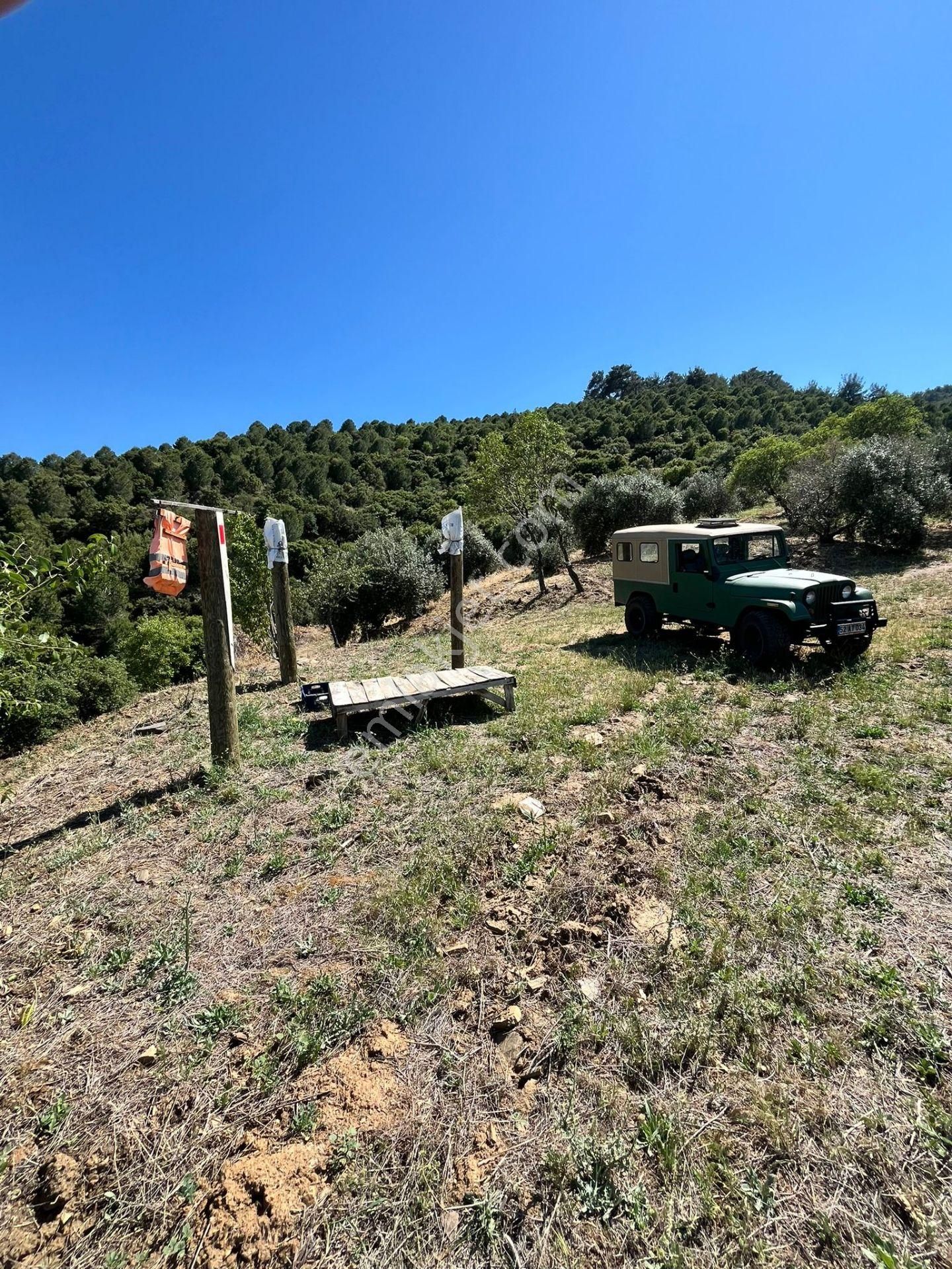 Egelimden Başaranda Mükemmel Konumda 12 Dönüm Fırsat Satılık Zeytin Ve İncir Bahçesi - Görsel 9
