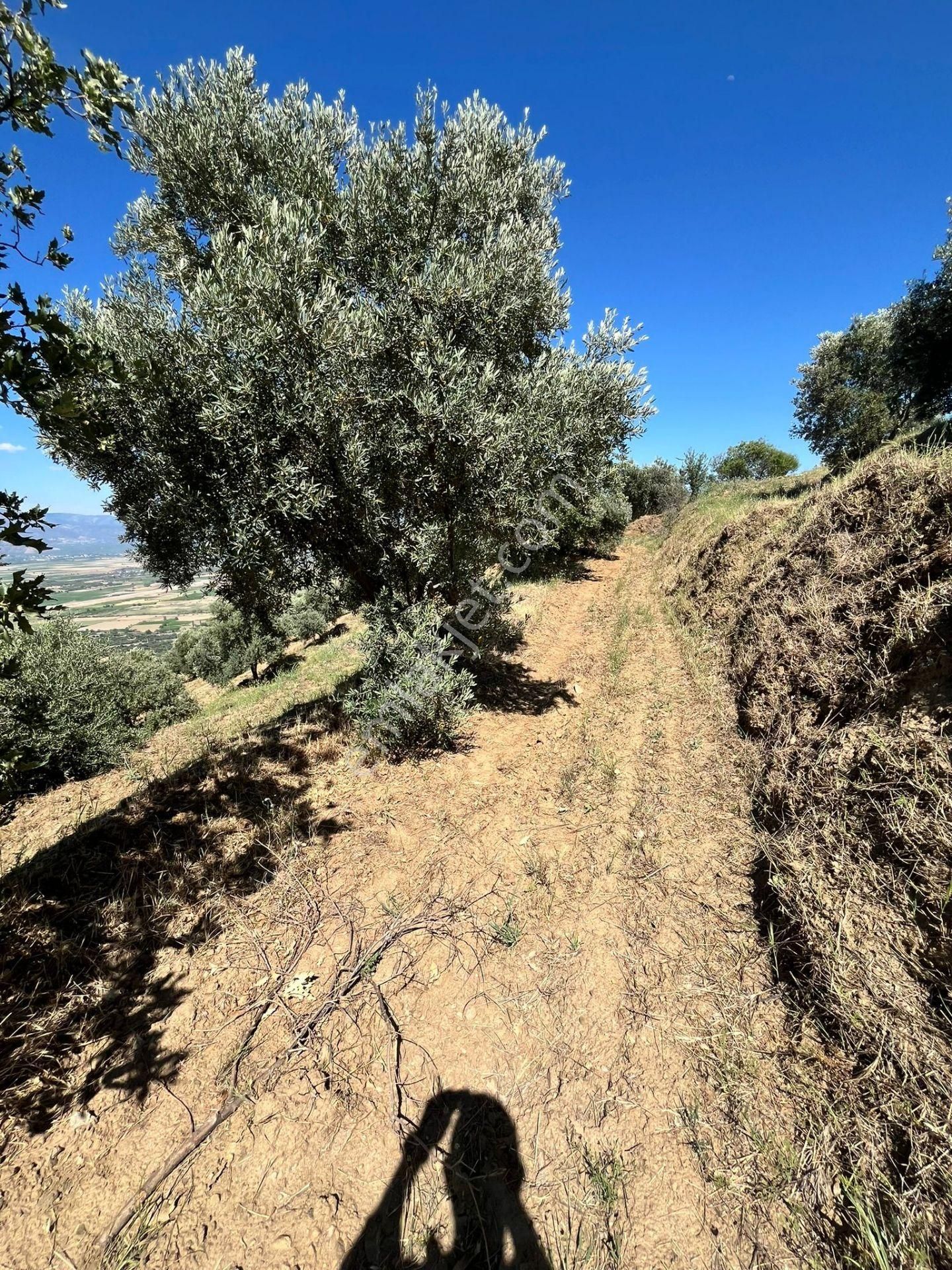 Egelimden Başaranda Mükemmel Konumda 12 Dönüm Fırsat Satılık Zeytin Ve İncir Bahçesi - Görsel 5