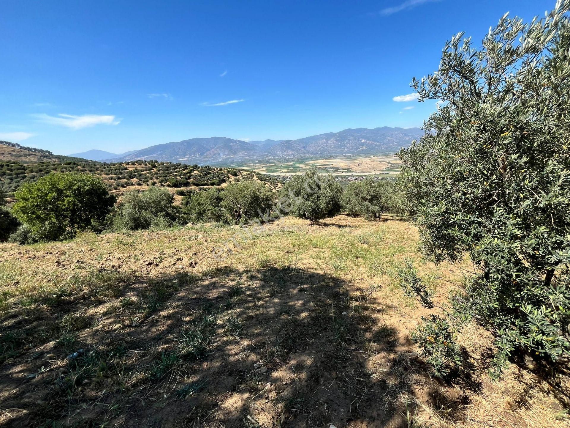 Egelimden Başaranda Mükemmel Konumda 12 Dönüm Fırsat Satılık Zeytin Ve İncir Bahçesi - Görsel 20