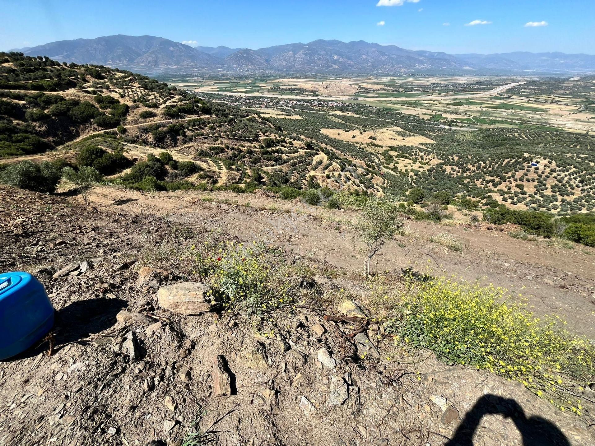 Egelimden Başaranda Mükemmel Konumda 12 Dönüm Fırsat Satılık Zeytin Ve İncir Bahçesi - Görsel 29