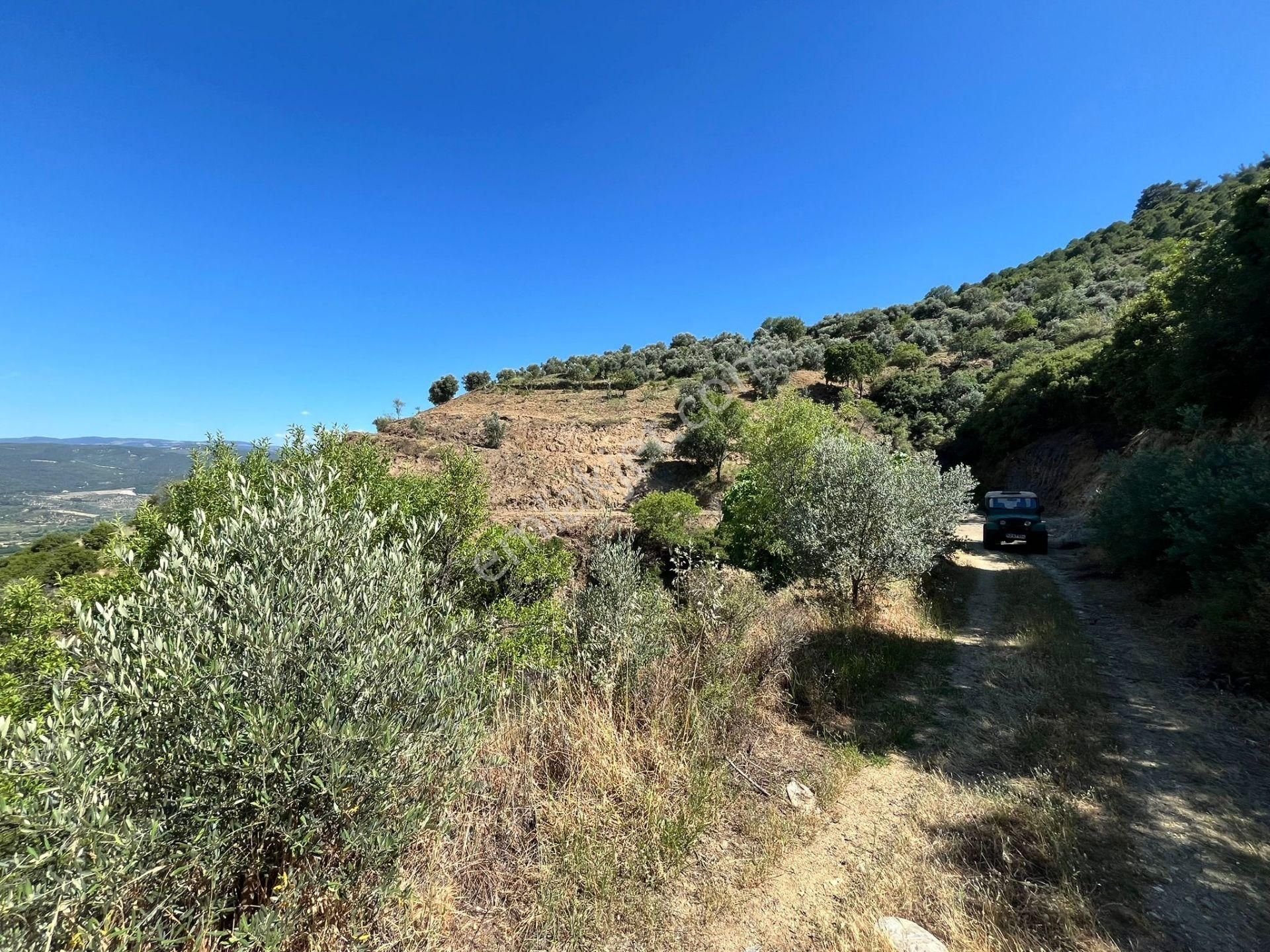 Egelimden Başaranda Mükemmel Konumda 12 Dönüm Fırsat Satılık Zeytin Ve İncir Bahçesi - Görsel 35