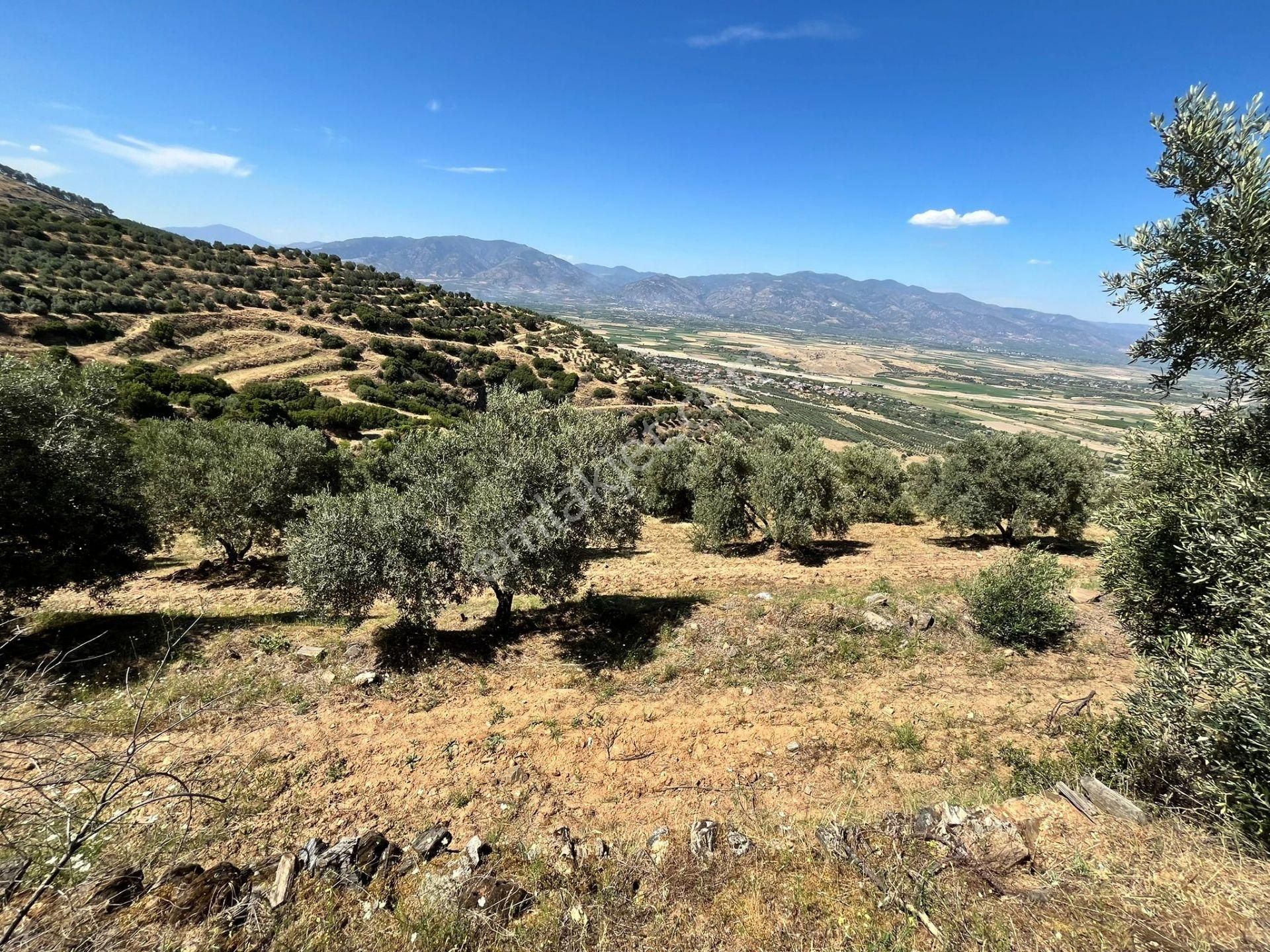 Egelimden Başaranda Mükemmel Konumda 12 Dönüm Fırsat Satılık Zeytin Ve İncir Bahçesi - Görsel 7
