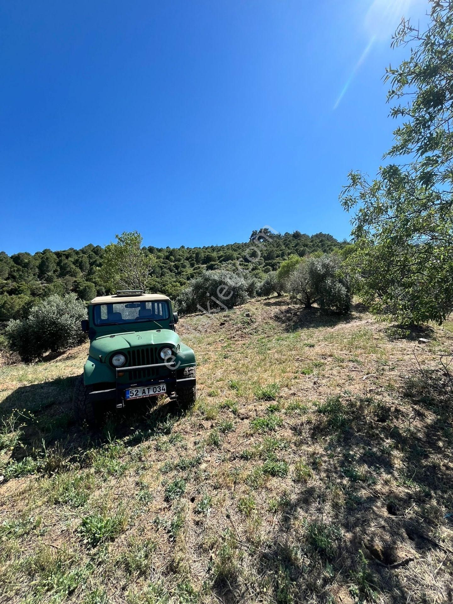 Egelimden Başaranda Mükemmel Konumda 12 Dönüm Fırsat Satılık Zeytin Ve İncir Bahçesi - Görsel 10