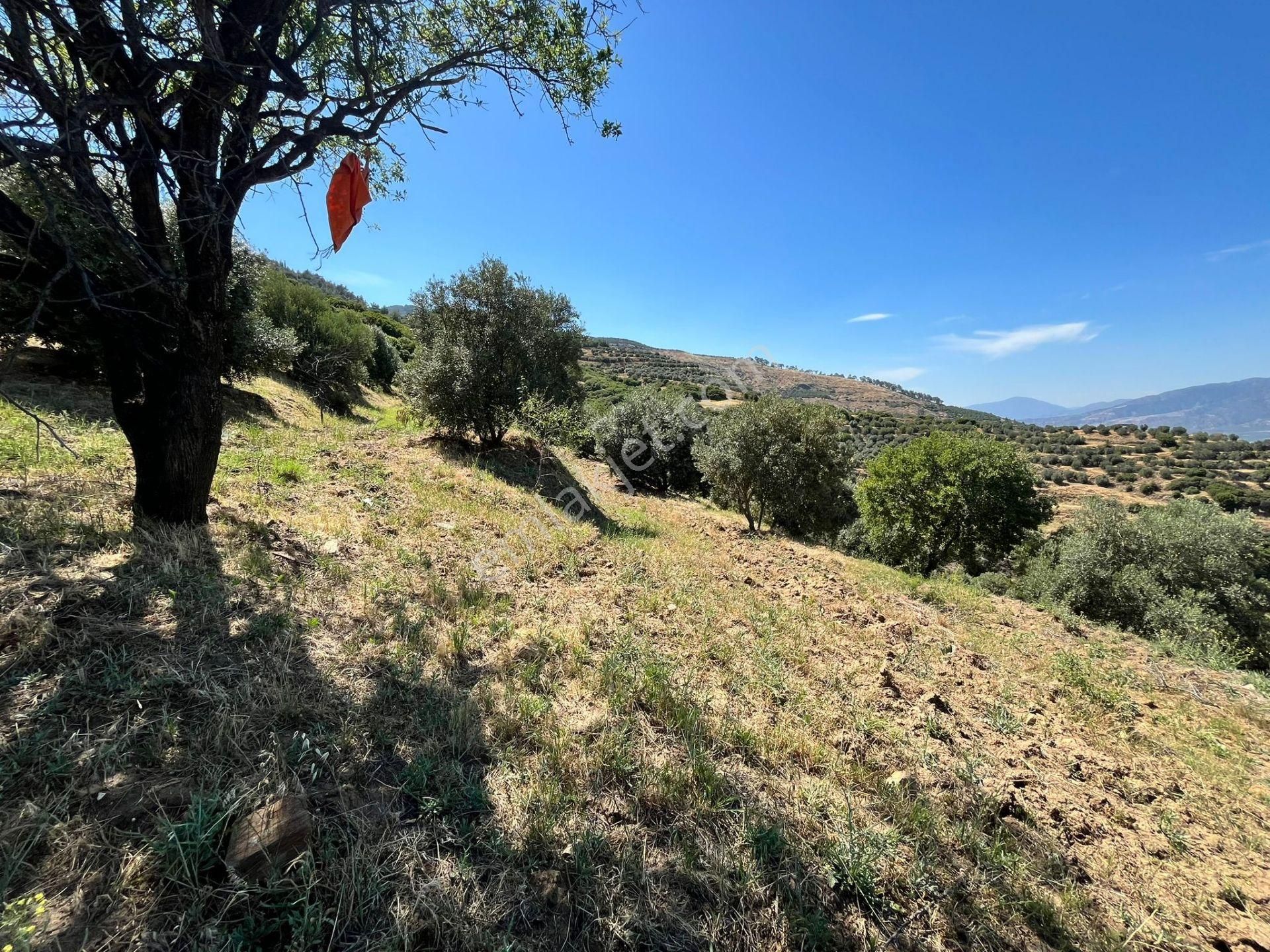 Egelimden Başaranda Mükemmel Konumda 12 Dönüm Fırsat Satılık Zeytin Ve İncir Bahçesi - Görsel 18