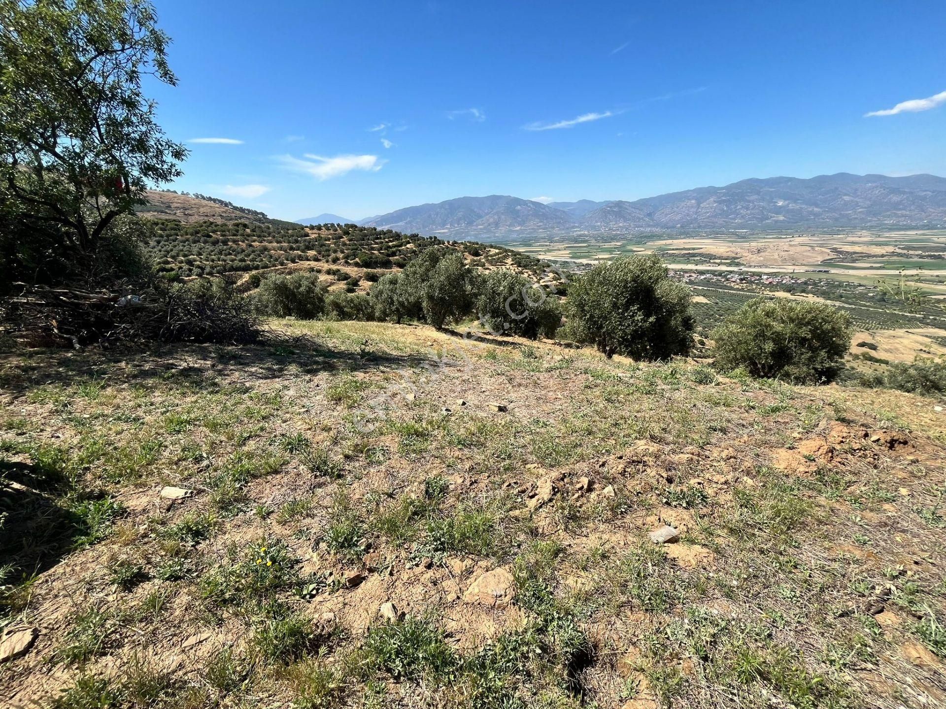 Egelimden Başaranda Mükemmel Konumda 12 Dönüm Fırsat Satılık Zeytin Ve İncir Bahçesi - Görsel 25