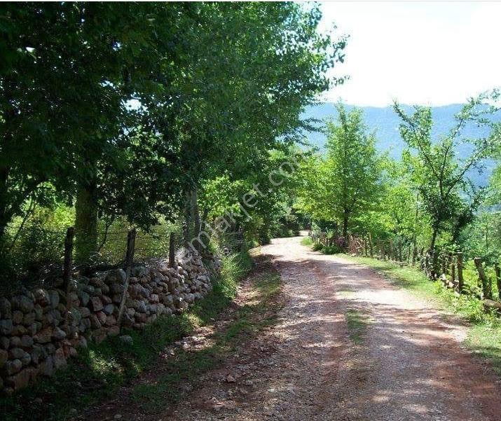 Üniversite Hocasından Doğa Harikası Villalık Köyiçi Çok Geniş Satlık Arsa - Görsel 2