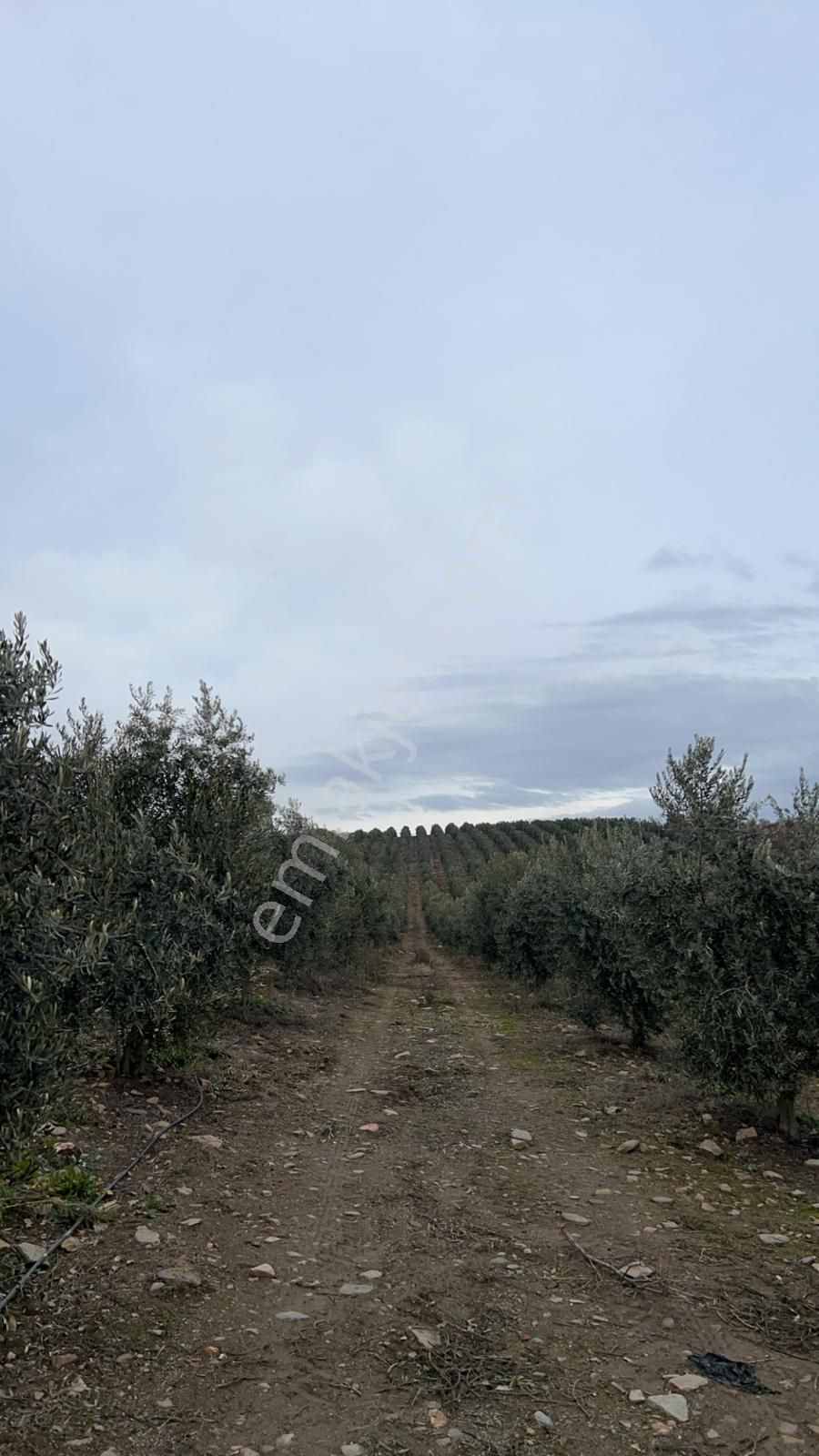 Salihlide Satılık Zeytinlik - Görsel 16