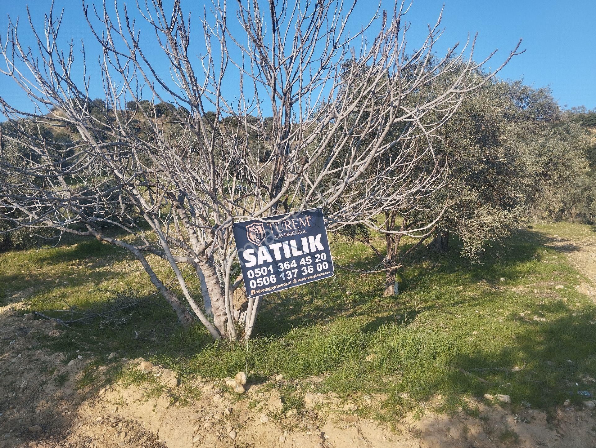 Aydın Germencik Satılık Bağ & Bahçe Germencik Moralıda Harika İncir Vr Zeytin Bahçesi