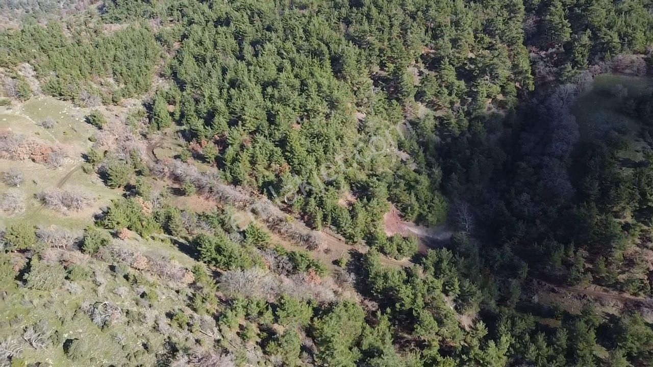 Çanakkale Merkez Sarıbeyli Köyü (Sığırlı) Satılık Tarla Çanakkale Merkez Sarıbeyli Köyü'nde Yatırımlık Tarla