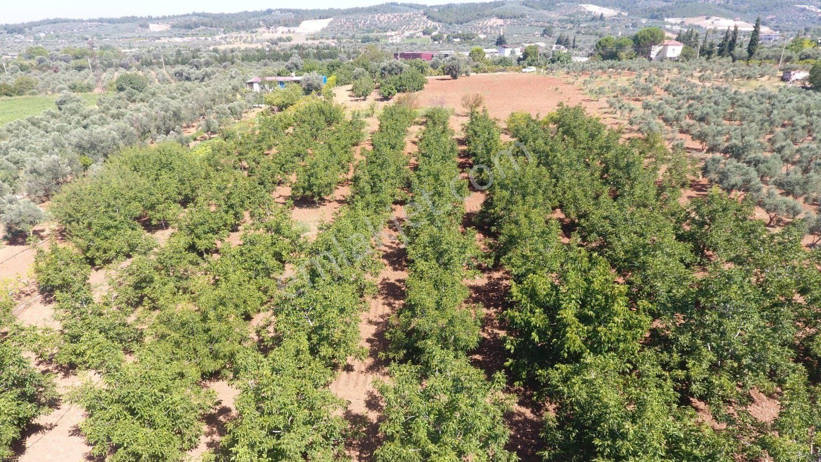 Buca Karacaağaç Satılık Tarla Buca Karacaağaç'da Müstakil Tapulu Fırsat Tarla