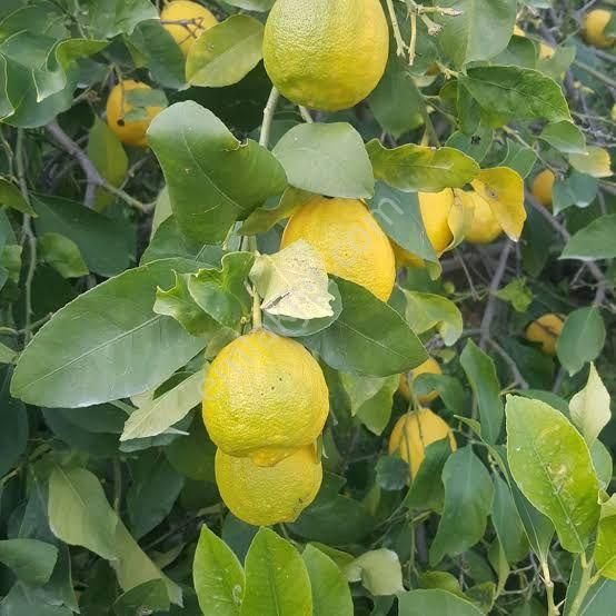 Silifke Atayurt Satılık Tarla Satılık Limon Bahçesi