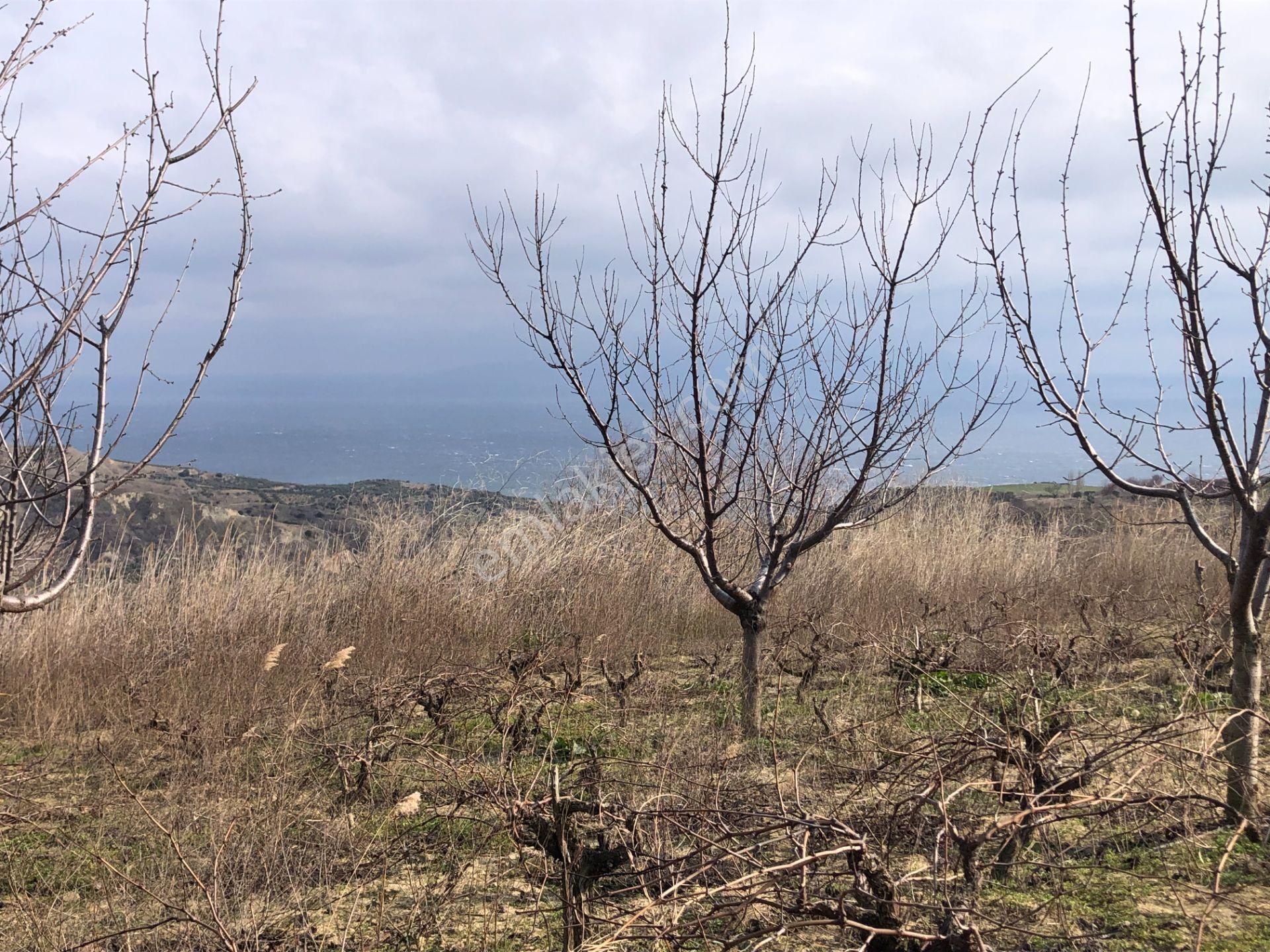 Şarköy Kirazlı Satılık Bağ & Bahçe Şarköy De Işık Emlaktan Kirazlı Mah De 1800 M2 Kirazlık Ve Bağ