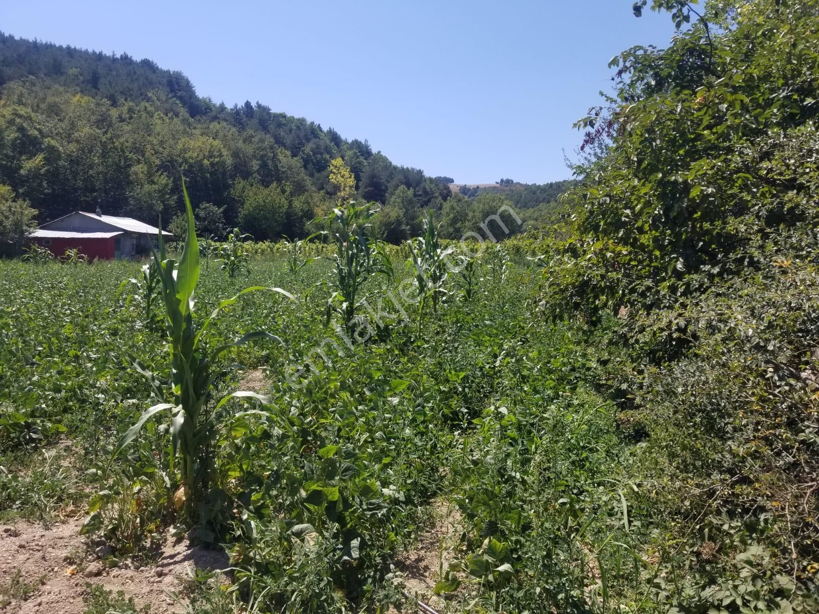 Bursa İznik Sansarak Mahalleinde Yatırımlık Harika Yer - Görsel 2