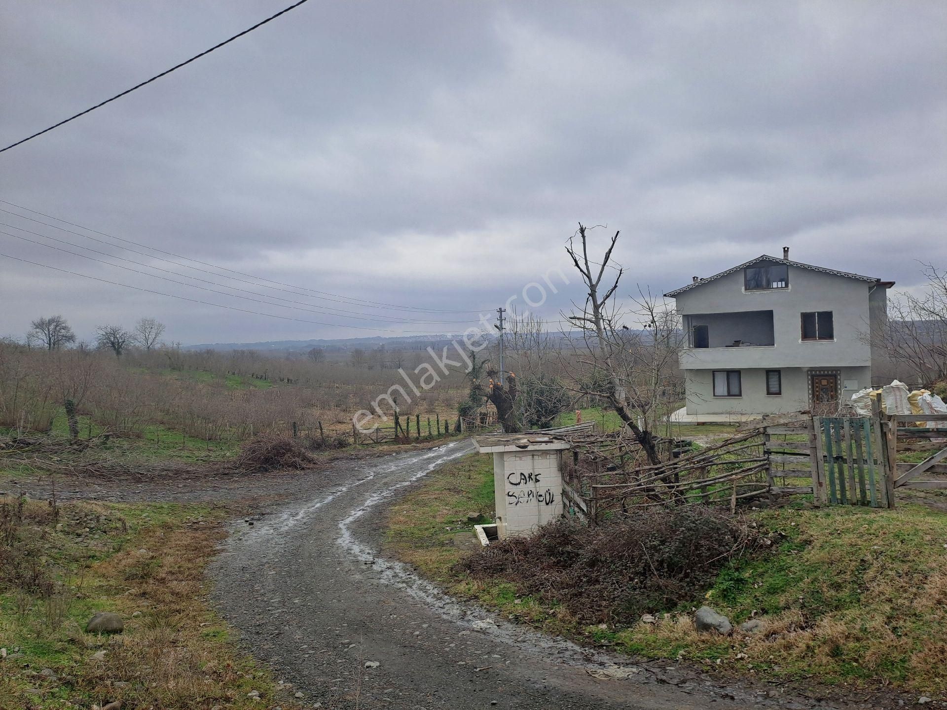 Terme Şeyhli Satılık Tarla Alibey'den Terme Şeyhli Mah.de Satılık 5300m2 Satılık Fındıklık