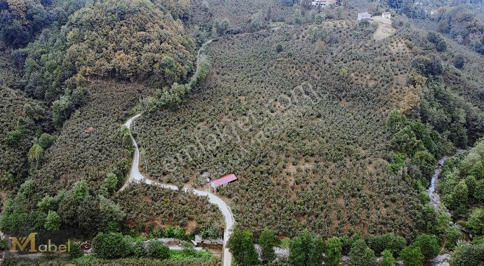 Altınordu Kayadibi Satılık Bağ & Bahçe Mabel Gayrimenkul-kayadibi Mah.10 Dönüm Düz Verimli Bahçe