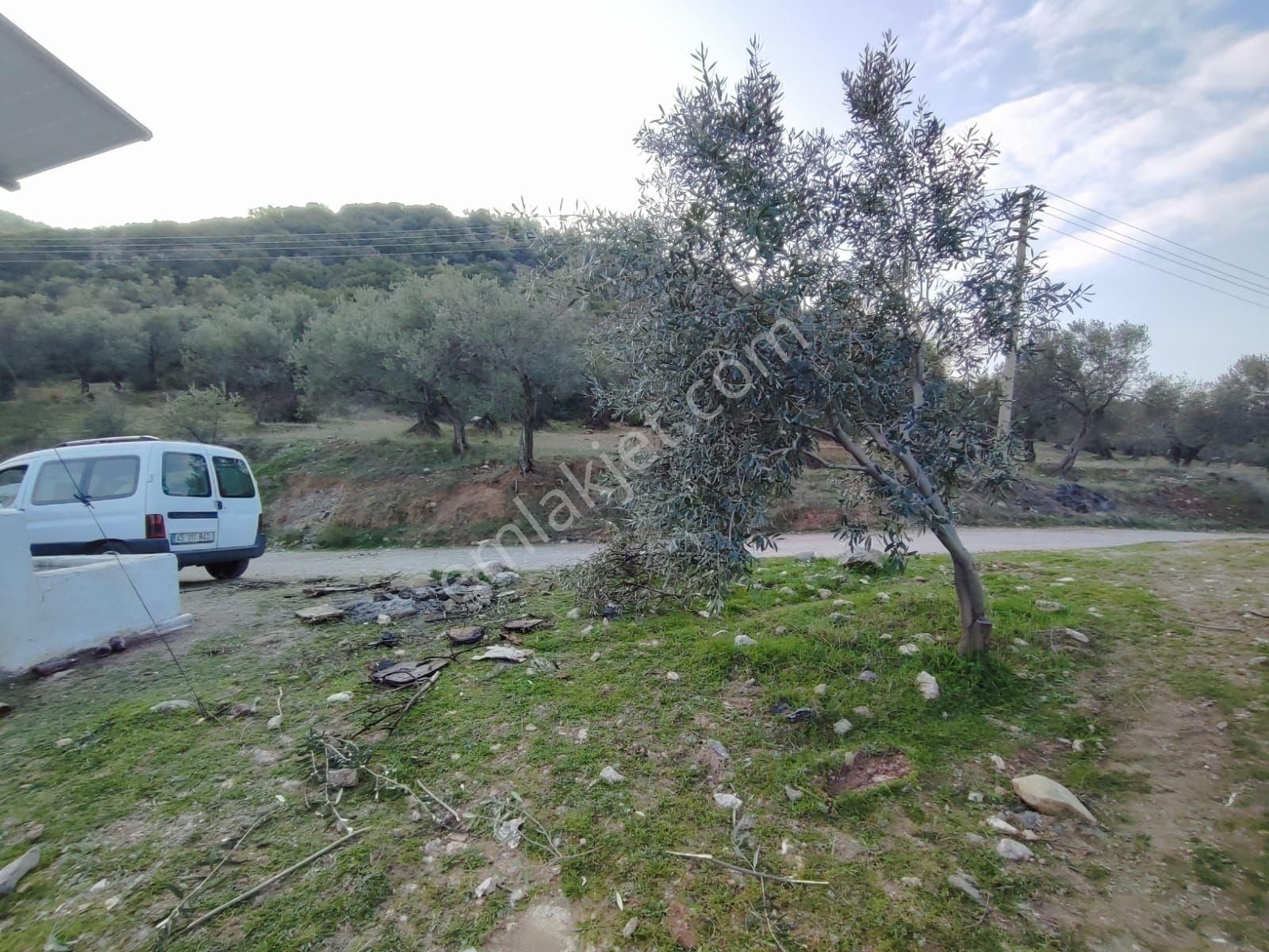Satılık Zeytinlik Manisa Saruhanlı Büyükbelen 5900 M2 - Görsel 9