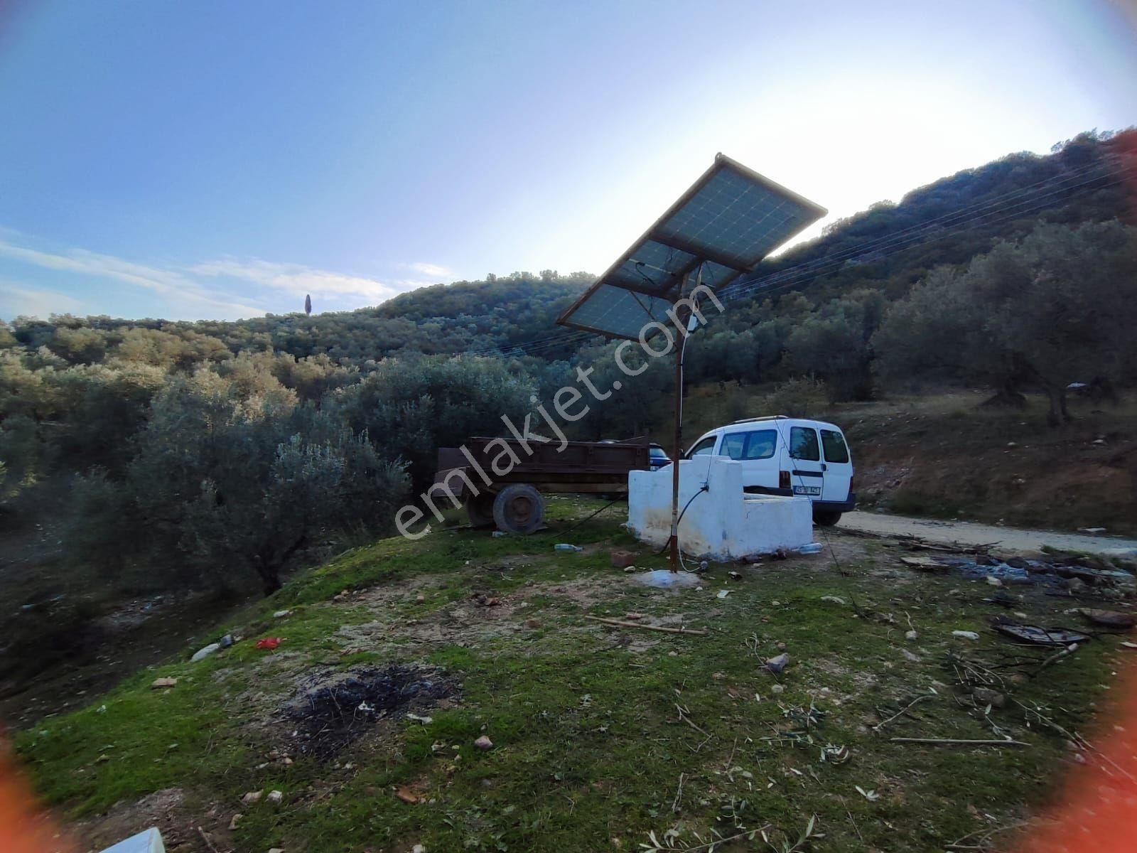 Satılık Zeytinlik Manisa Saruhanlı Büyükbelen 5900 M2 - Görsel 4