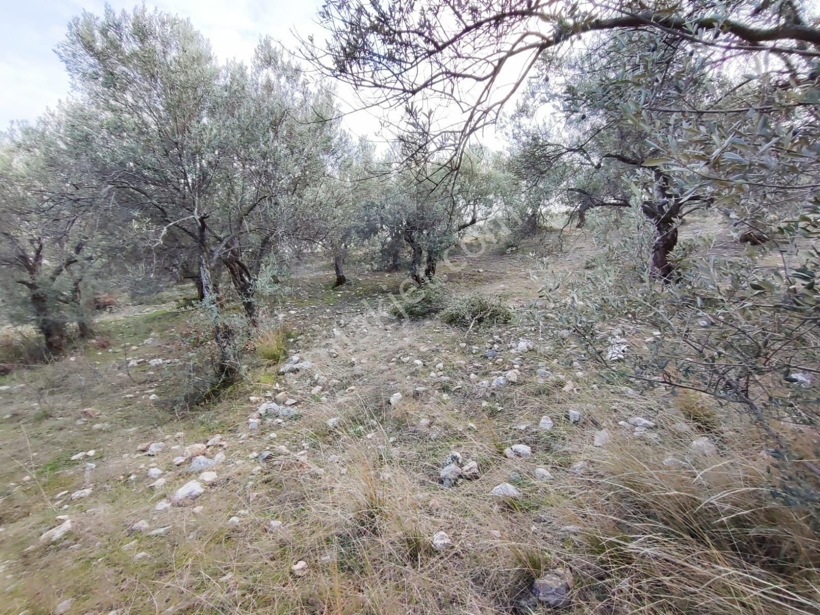 Satılık Zeytinlik Manisa Saruhanlı Büyükbelen 5900 M2 - Görsel 27