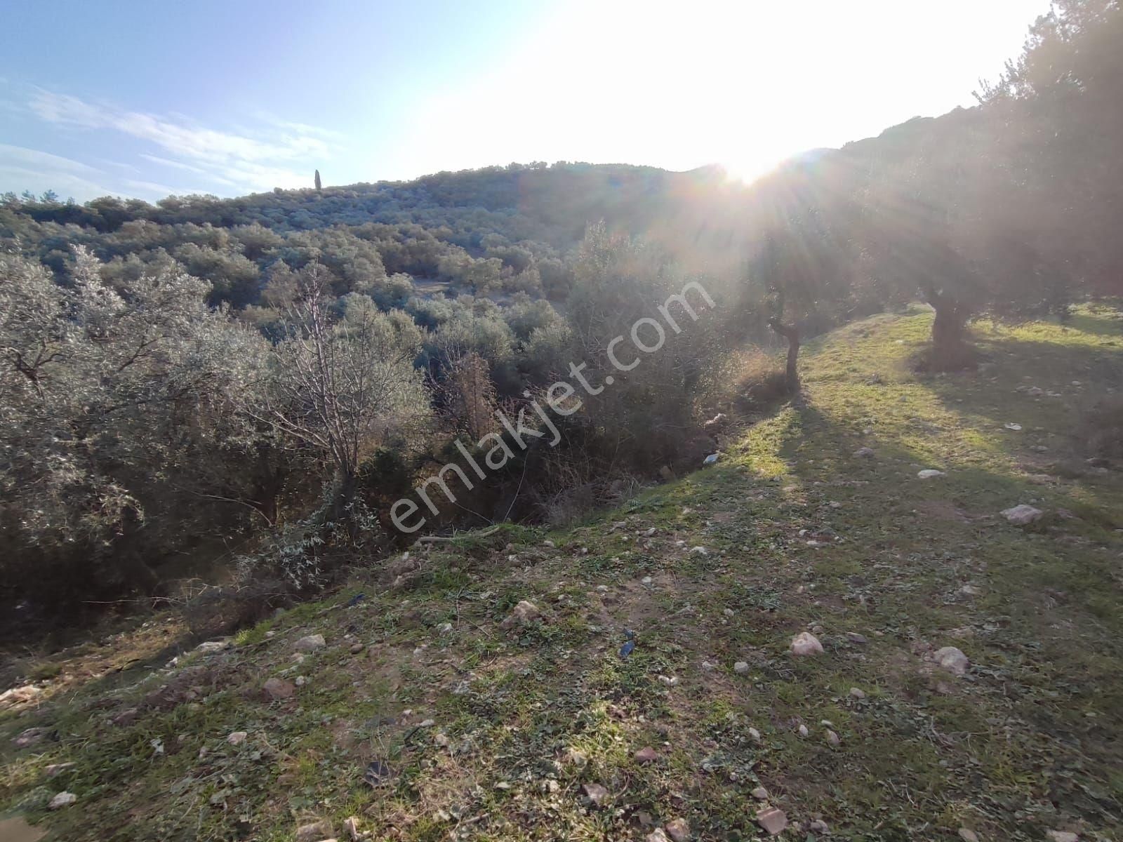 Satılık Zeytinlik Manisa Saruhanlı Büyükbelen 5900 M2 - Görsel 17