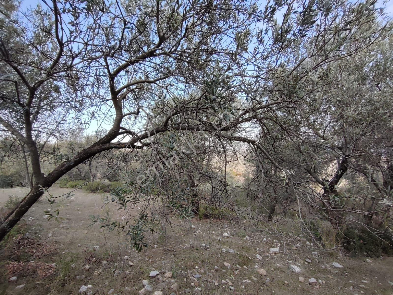 Satılık Zeytinlik Manisa Saruhanlı Büyükbelen 5900 M2 - Görsel 29
