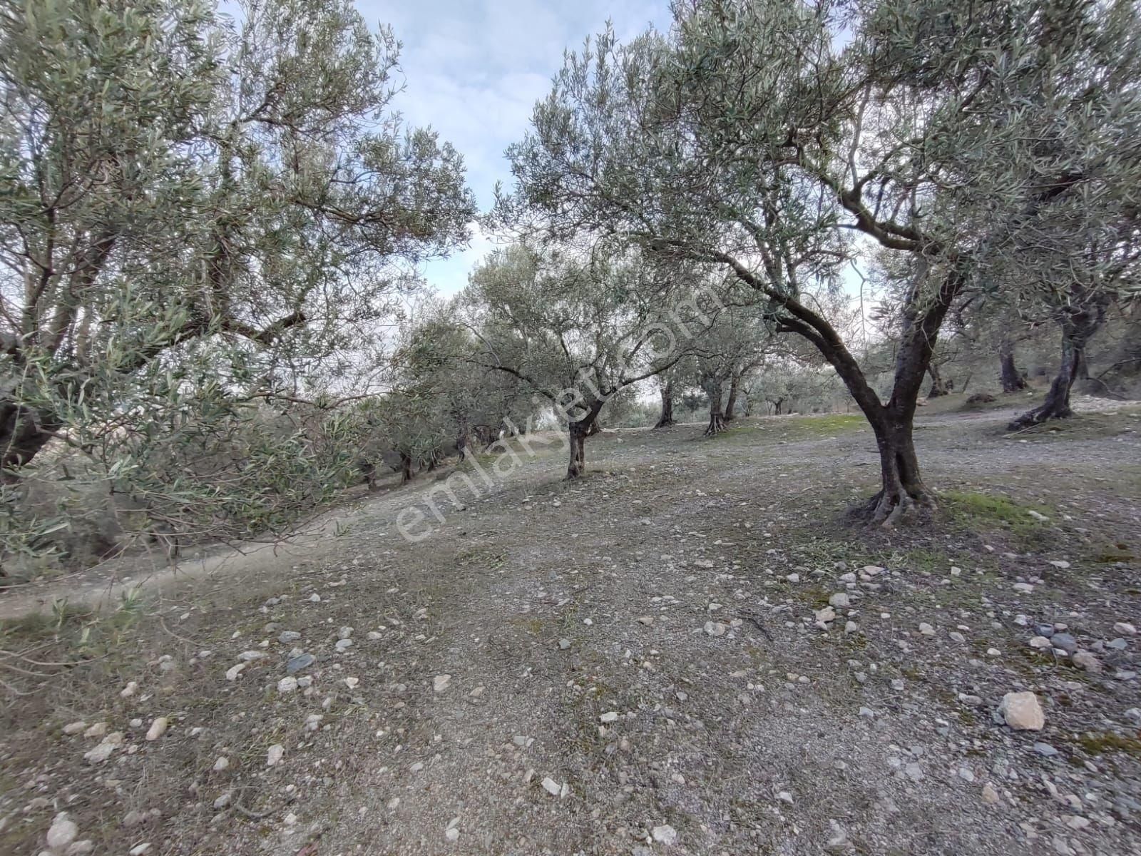 Satılık Zeytinlik Manisa Saruhanlı Büyükbelen 5900 M2 - Görsel 24