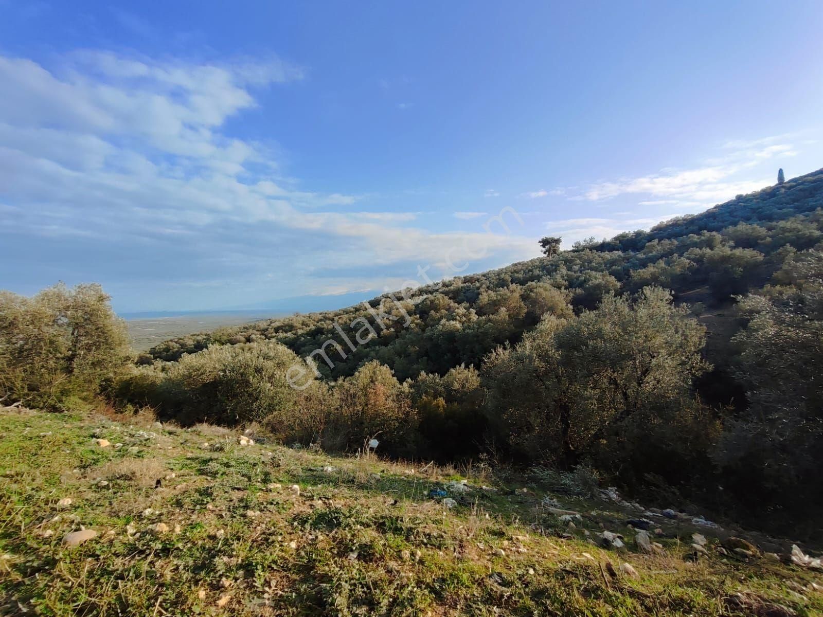 Satılık Zeytinlik Manisa Saruhanlı Büyükbelen 5900 M2 - Görsel 18