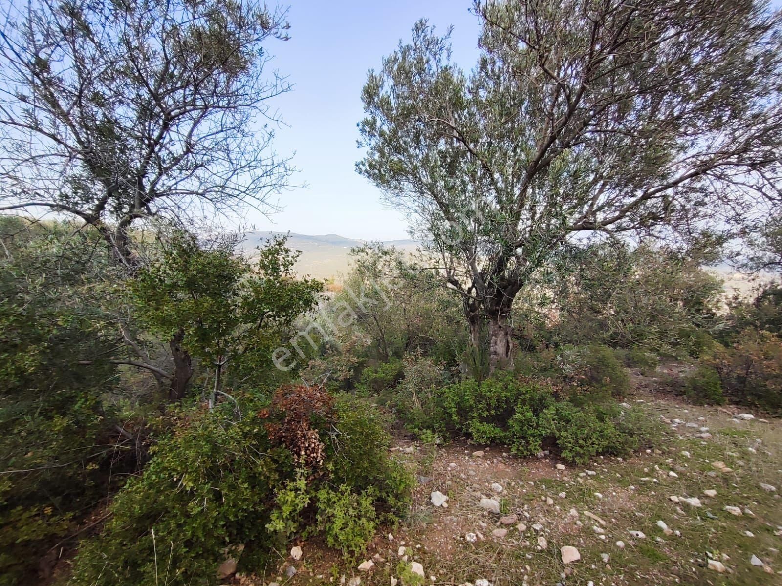 Satılık Zeytinlik Manisa Saruhanlı Büyükbelen 5900 M2 - Görsel 34
