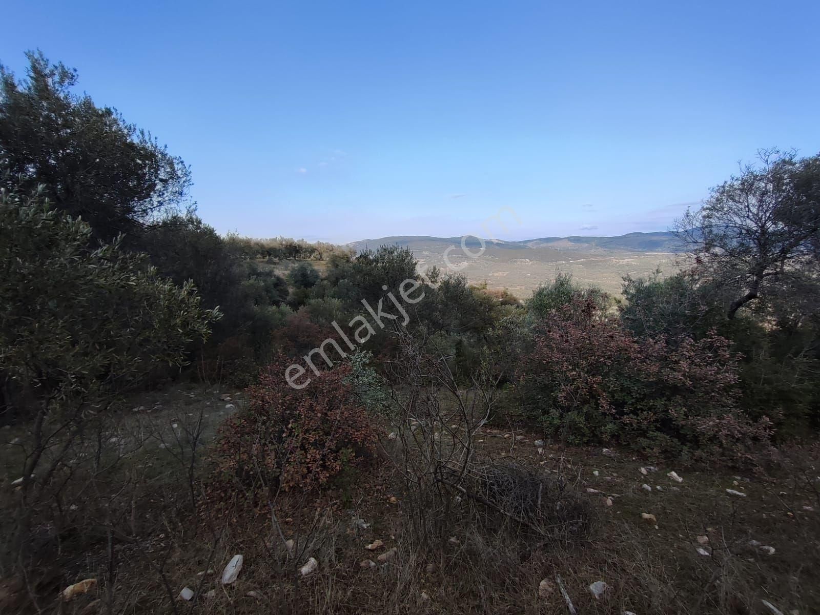 Satılık Zeytinlik Manisa Saruhanlı Büyükbelen 5900 M2 - Görsel 32