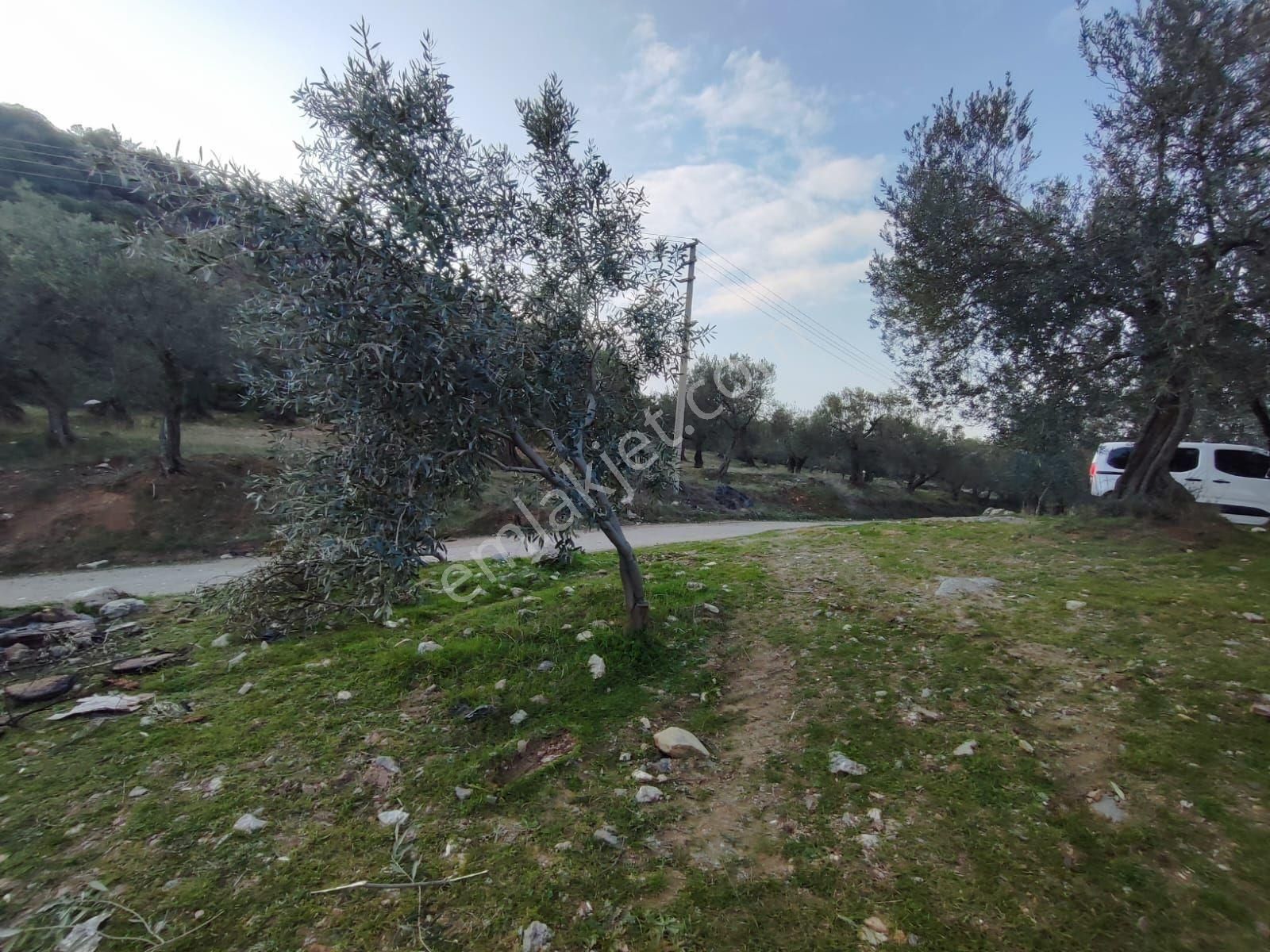 Satılık Zeytinlik Manisa Saruhanlı Büyükbelen 5900 M2 - Görsel 5