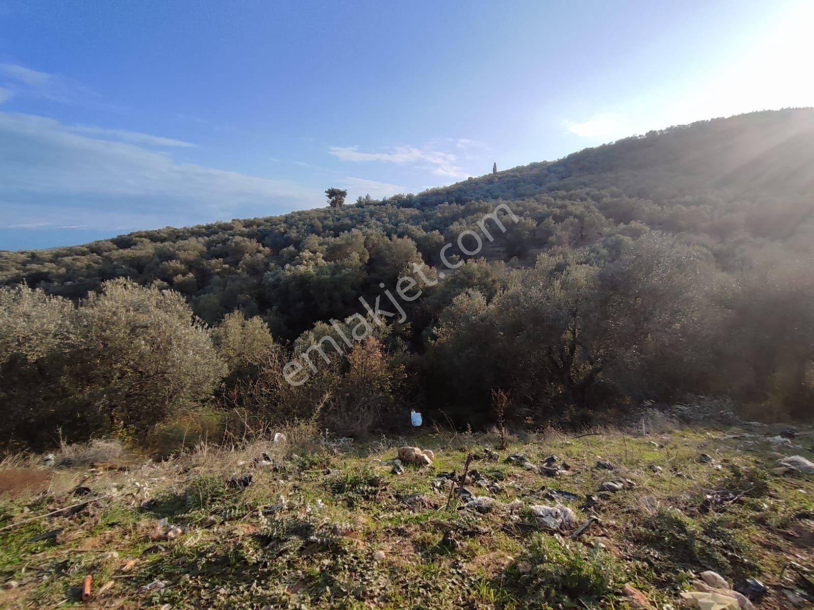 Satılık Zeytinlik Manisa Saruhanlı Büyükbelen 5900 M2 - Görsel 22