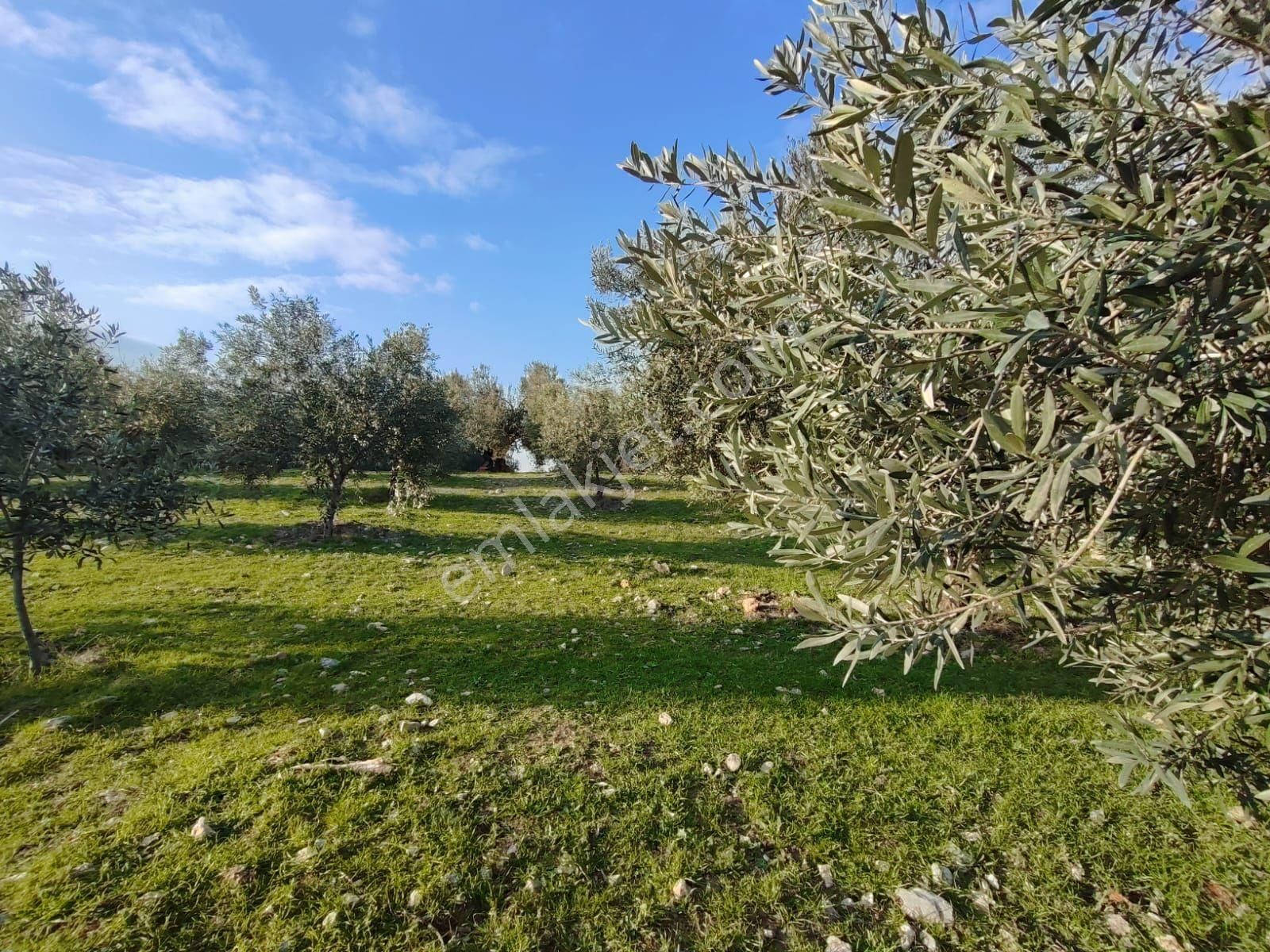 Satılık Zeytinlik Manisa Saruhanlı Büyükbelen 5900 M2 - Görsel 11