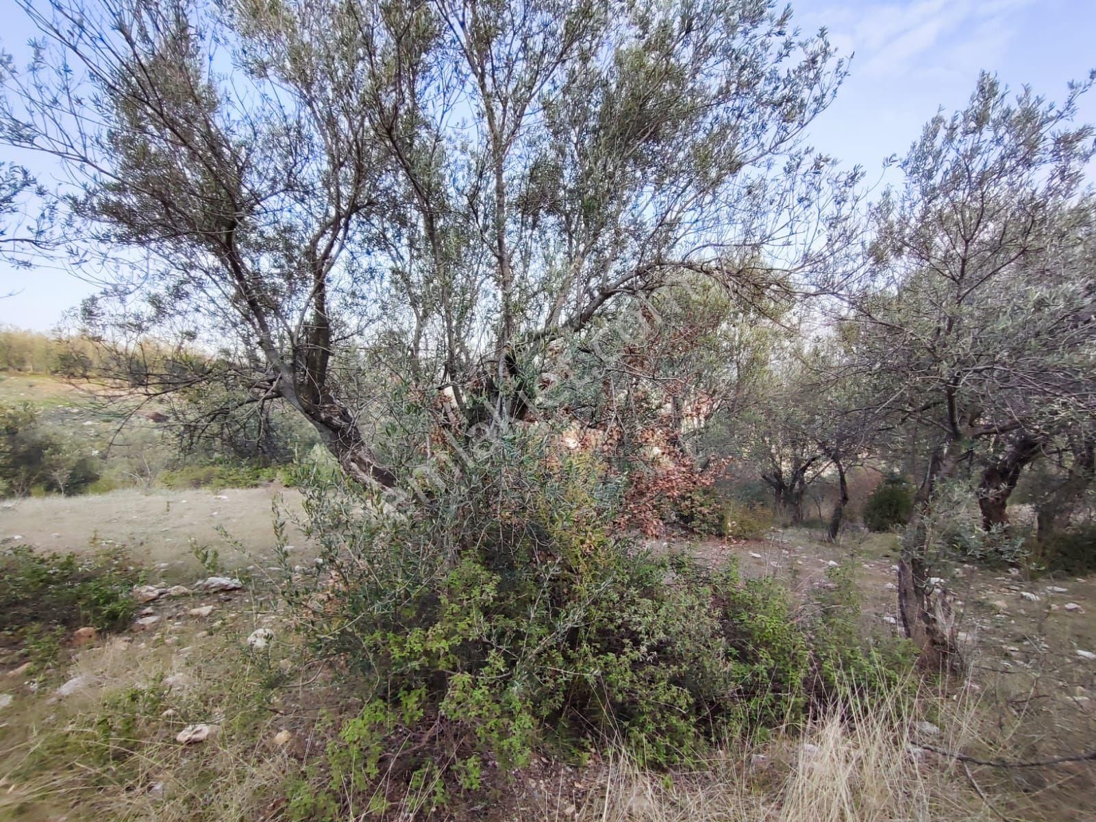Satılık Zeytinlik Manisa Saruhanlı Büyükbelen 5900 M2 - Görsel 26