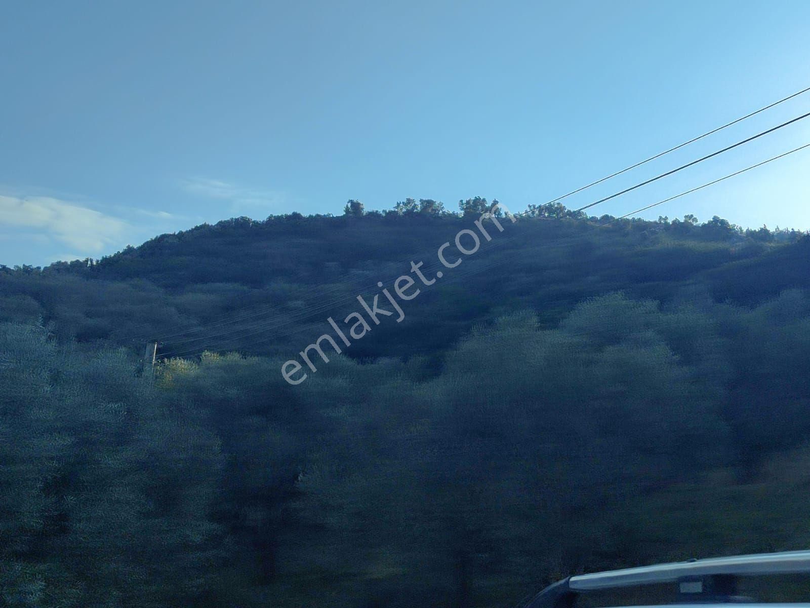 Satılık Zeytinlik Manisa Saruhanlı Büyükbelen 5900 M2 - Görsel 2
