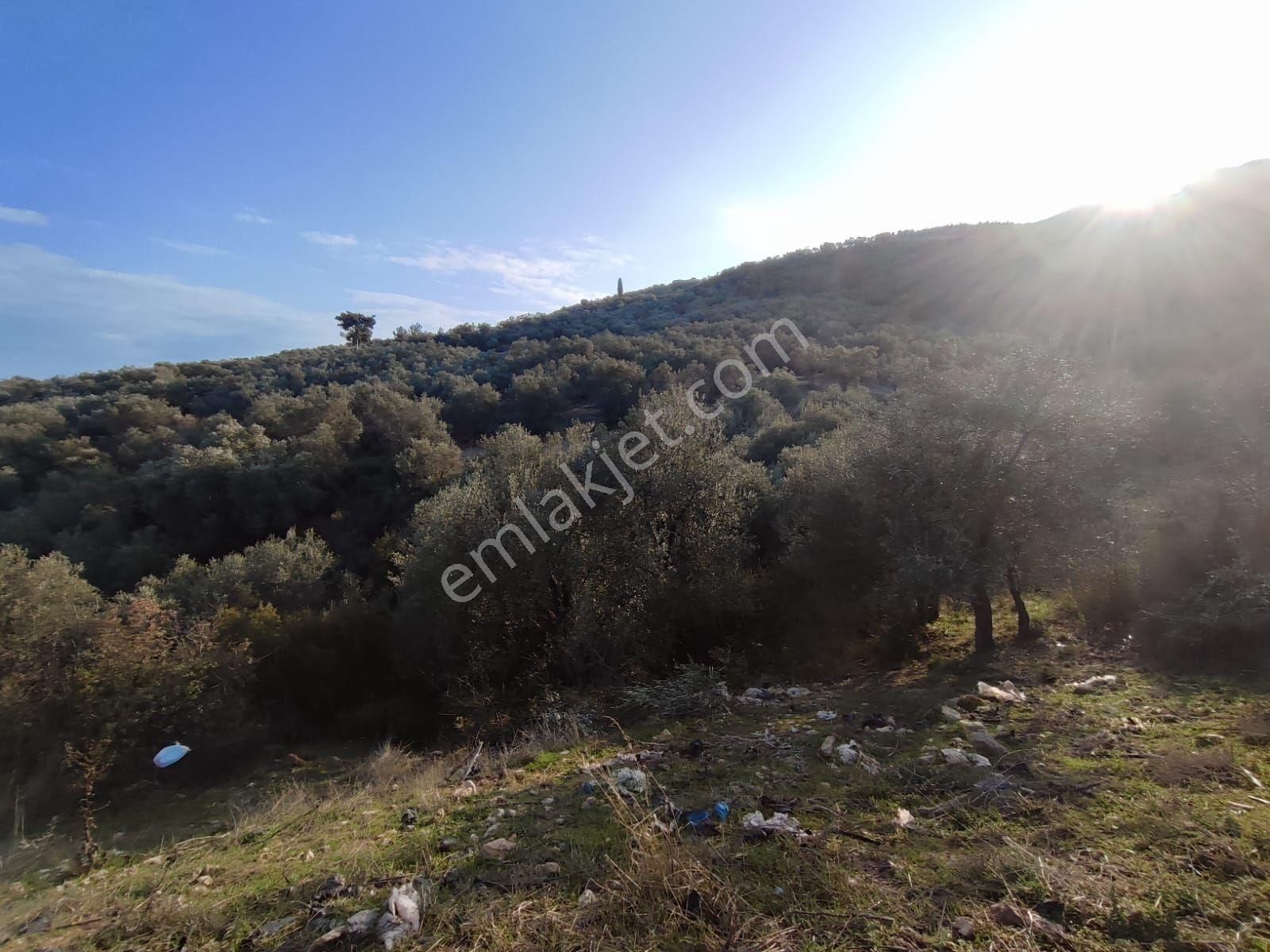 Satılık Zeytinlik Manisa Saruhanlı Büyükbelen 5900 M2 - Görsel 21