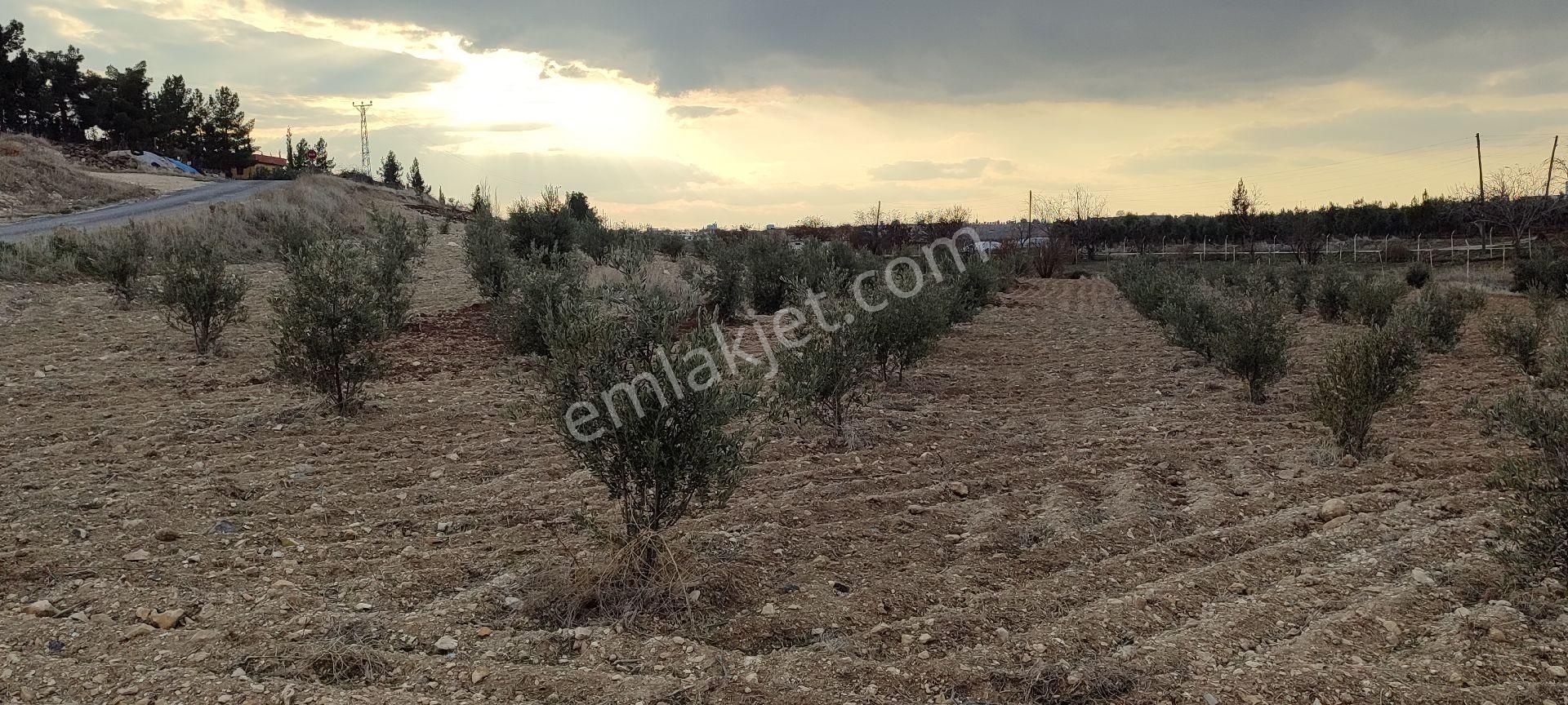 Haliliye Aşağı İçkara Satılık Bağ & Bahçe Uğurlu Emlaktan Aşağı İşkarada Satılık Zeytin Bahçesi Kalecik Yoluna Sıfır.