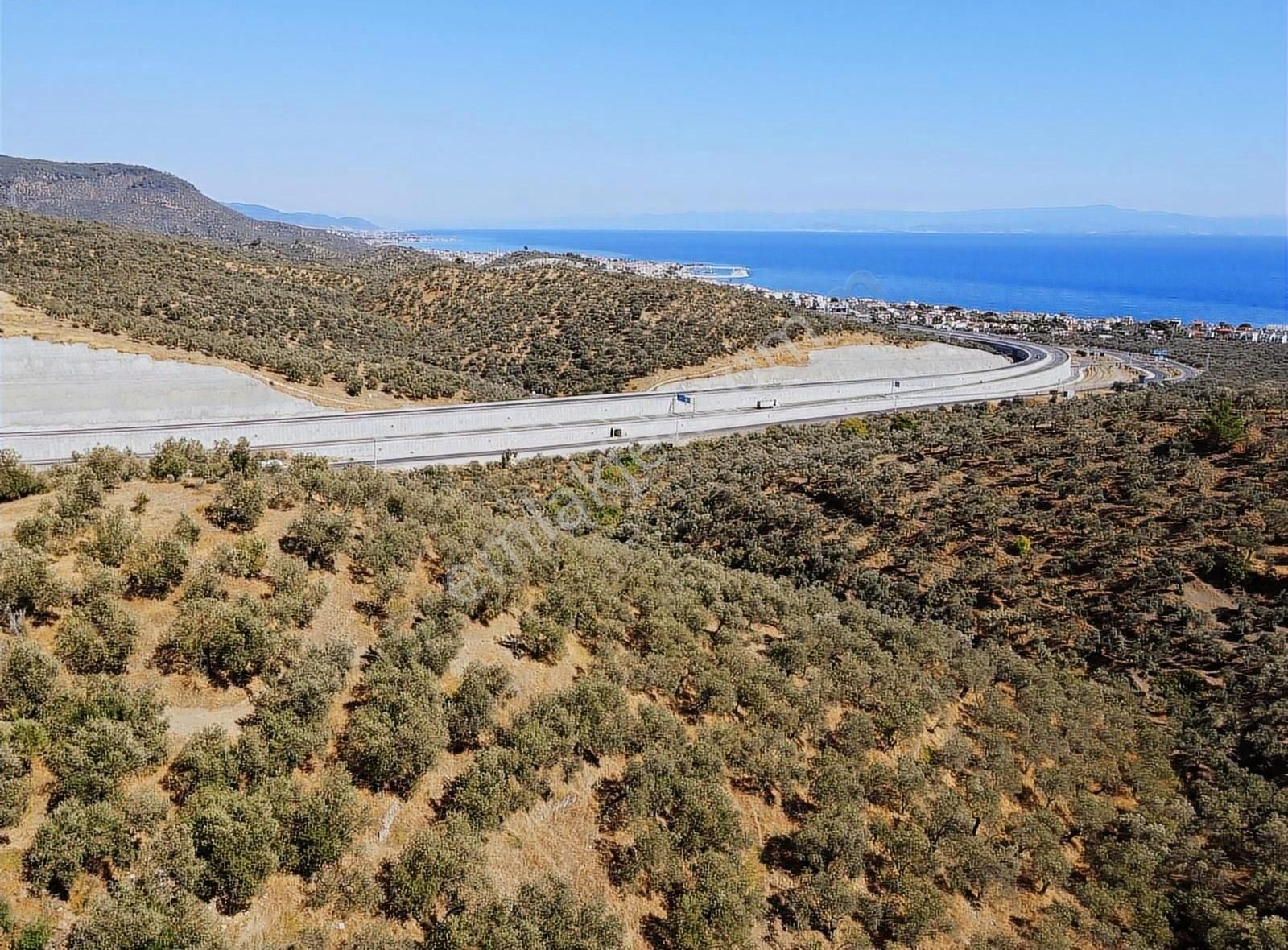 Ayvacık Yeşilyurt Köyü Satılık Zeytinlik Uzay Emlaktan Çanakkale Ayvacık Yeşilyurtta Yola 0 Zeytınlık